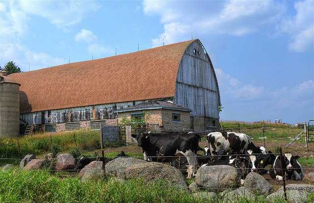 farm scene with barn and cows