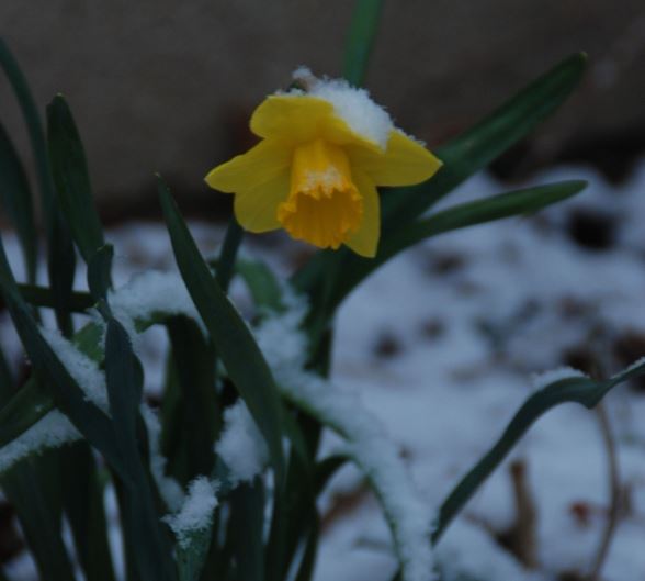 flower, snow