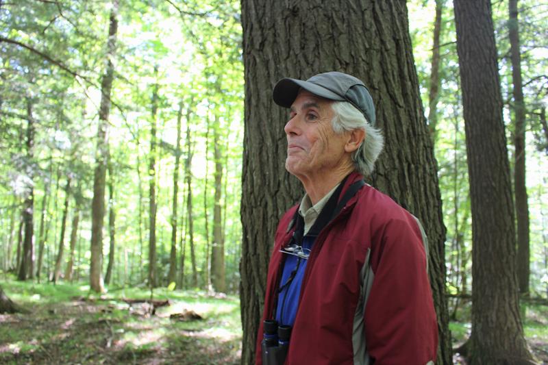 Naturalist John Bates Can Guide You To The Best Old-Growth Forest In Wisconsin