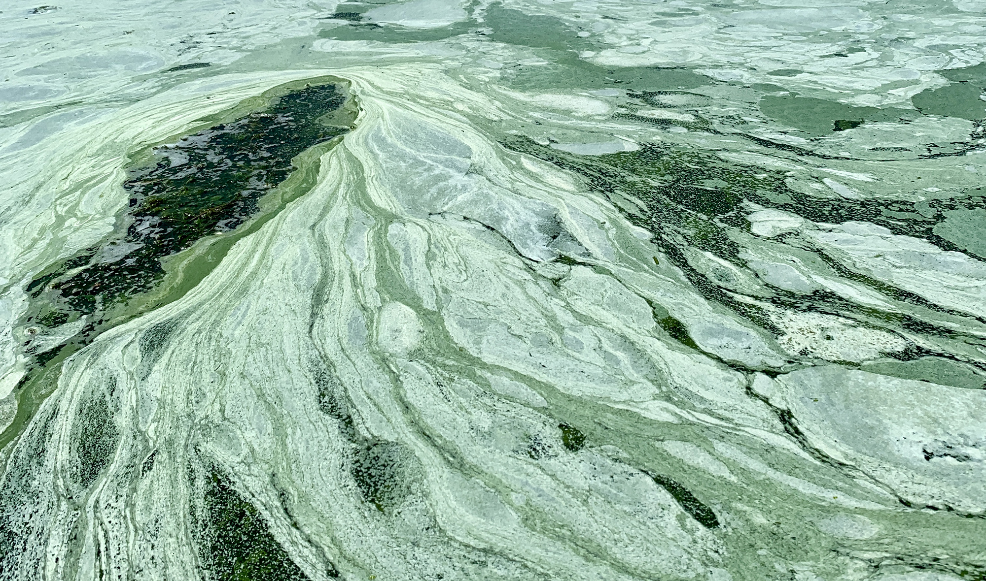 Blue-green algae blooms on large, shallow lakes may be related to drought conditions