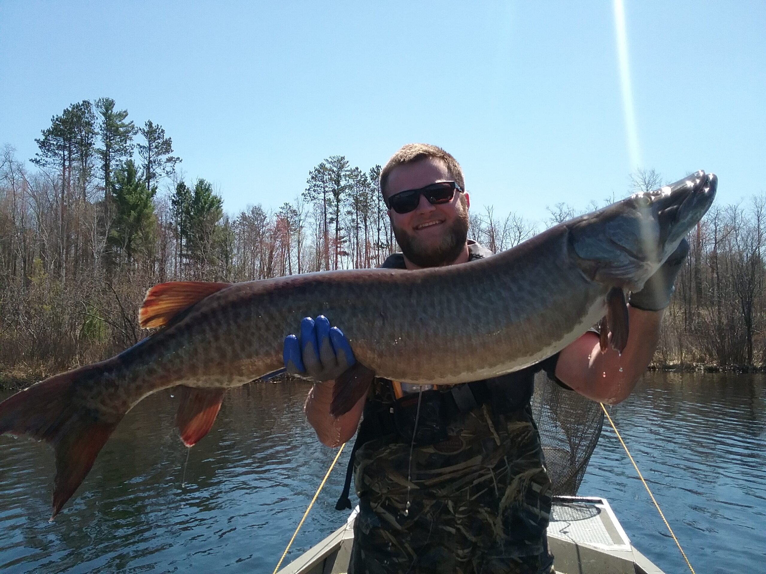 Adult muskellunge surveyed as part of the muskellunge age and growth study