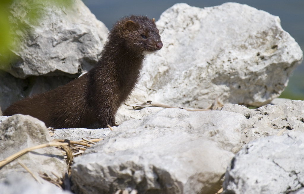 A mink -- a dark-furred, long-bodied mammal -- stands on some rocks.