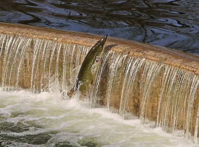 muskellunge, water, dam, muskie