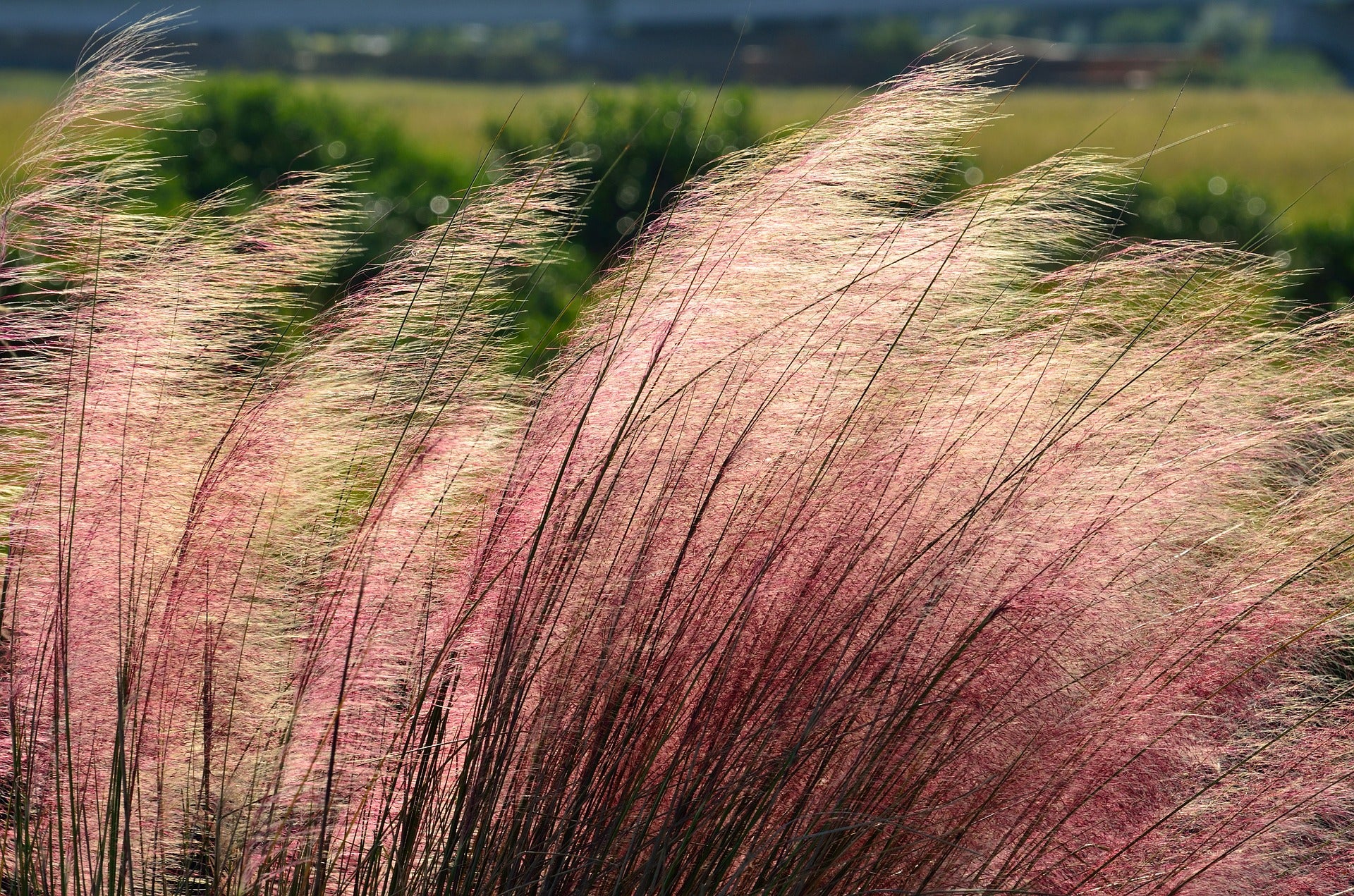pink muhly grass