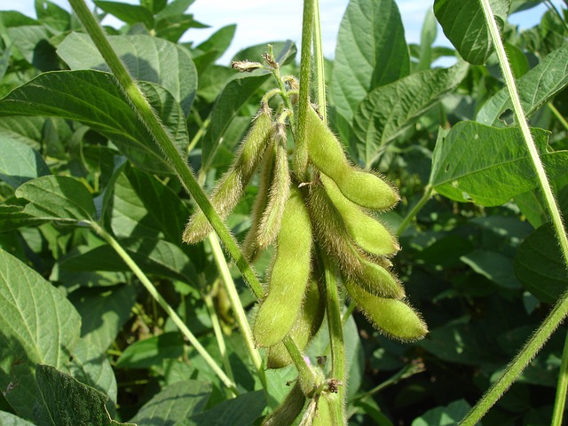 soy bean, plant, agriculture, farming