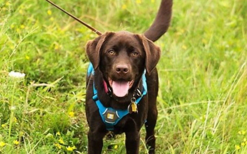 Tilia, Wisconsin’s First On-Staff Conservation Dog Hunts Down Invasive Species