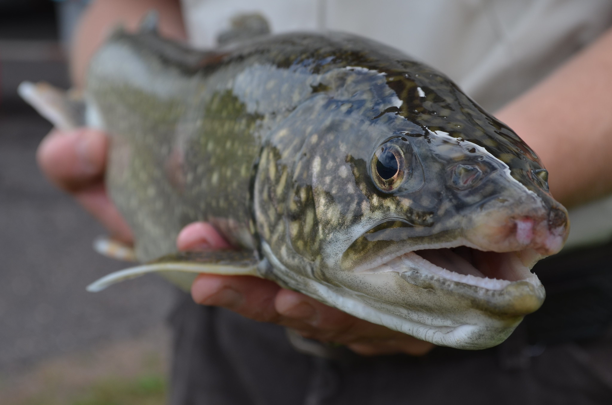 Adult lake trout