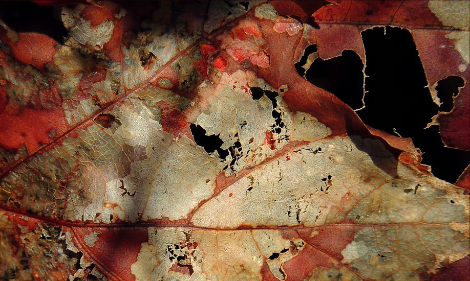 Close-up of decaying oak leaf.