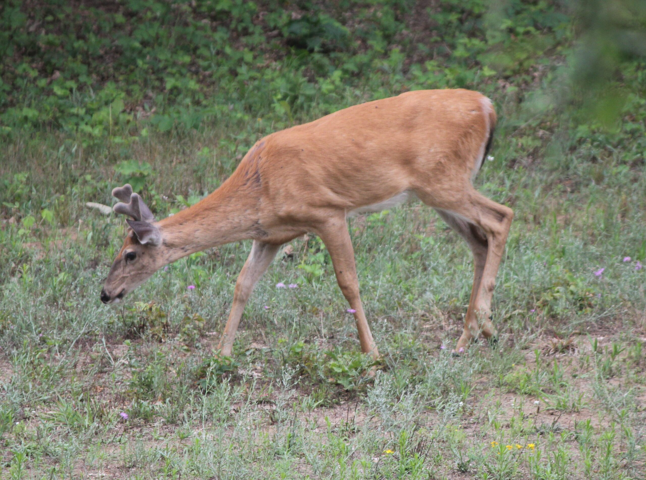 A photo of a deer on the move
