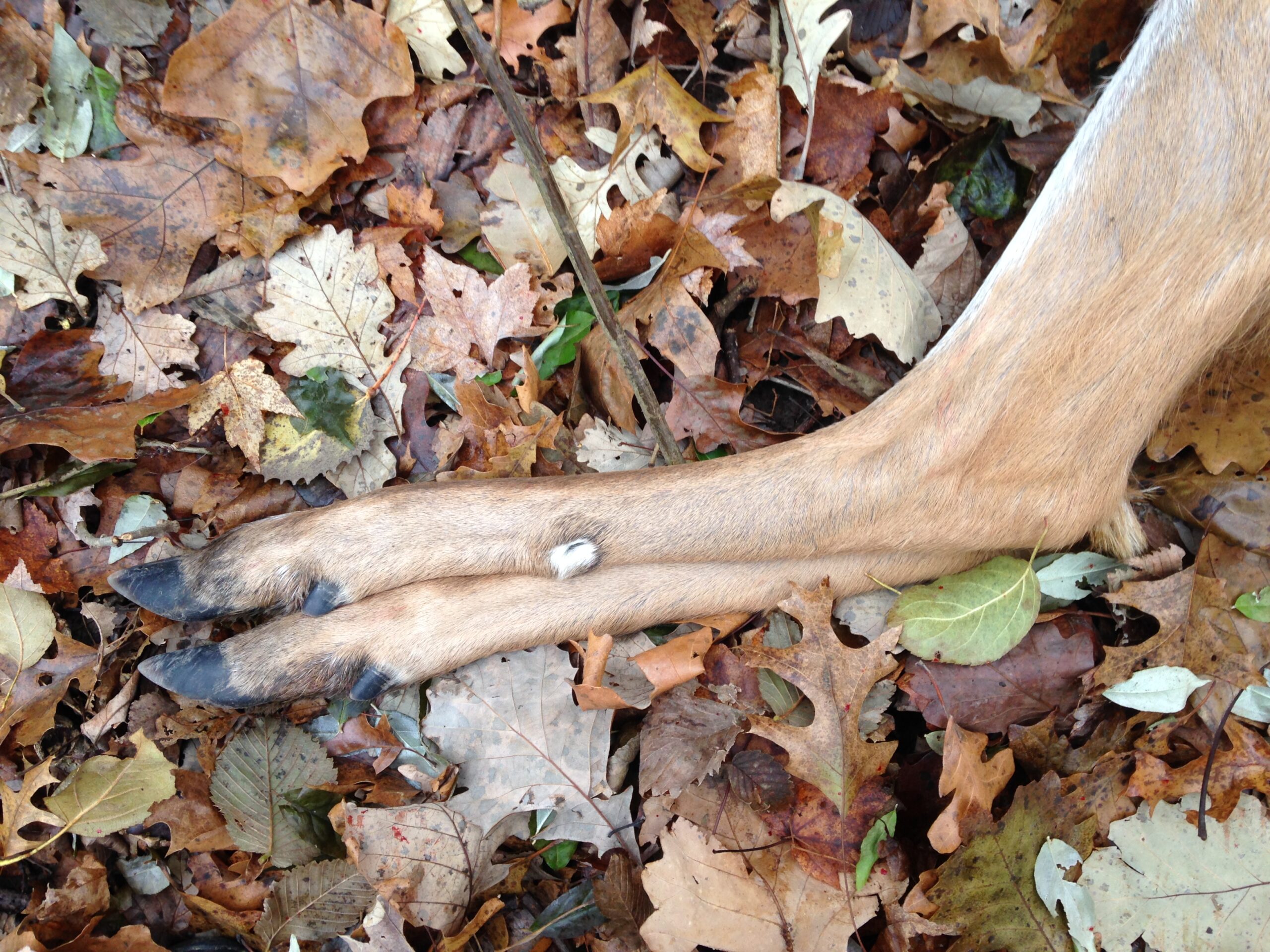 The legs of a dead deer