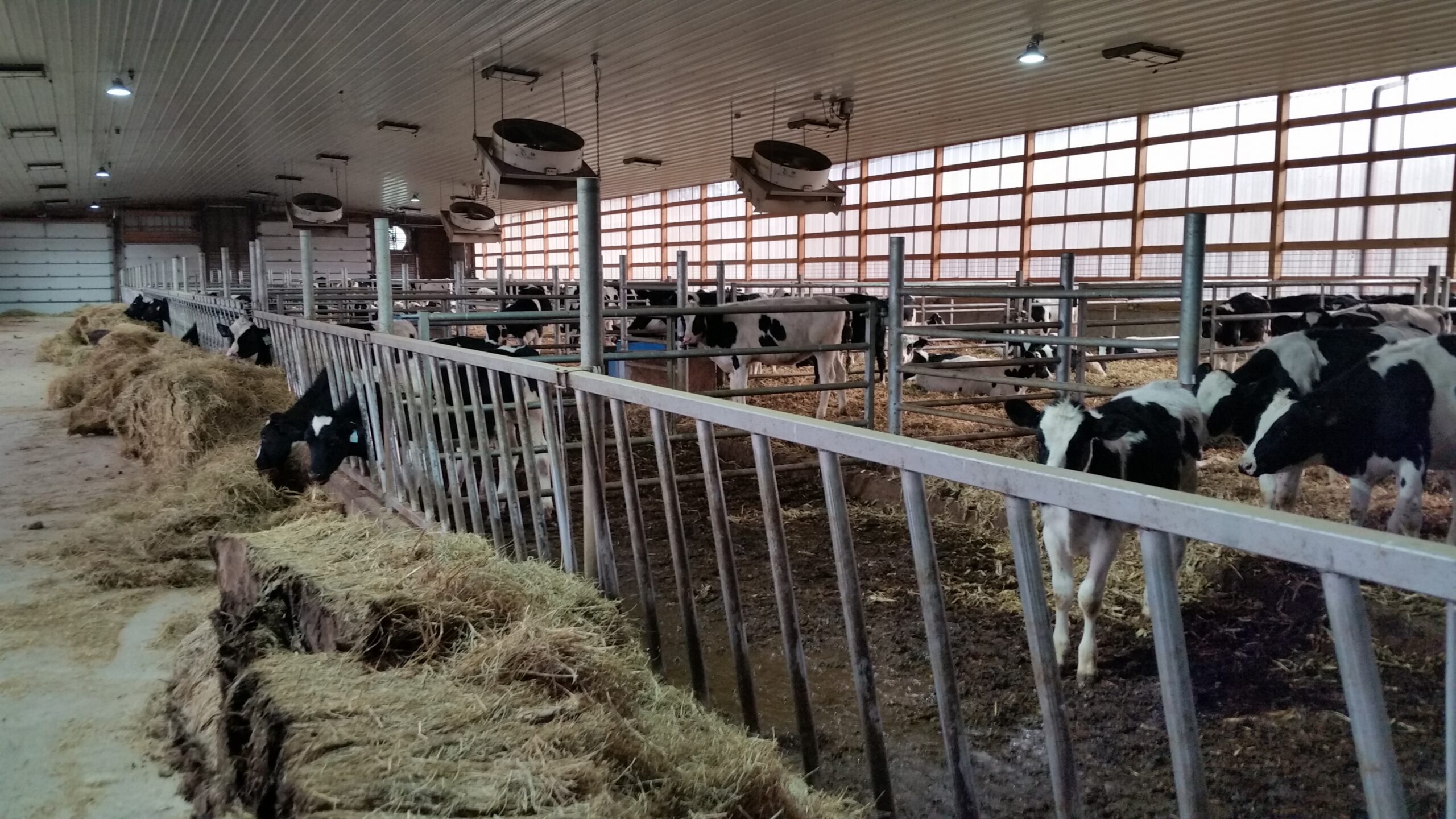 Young cows in a barn