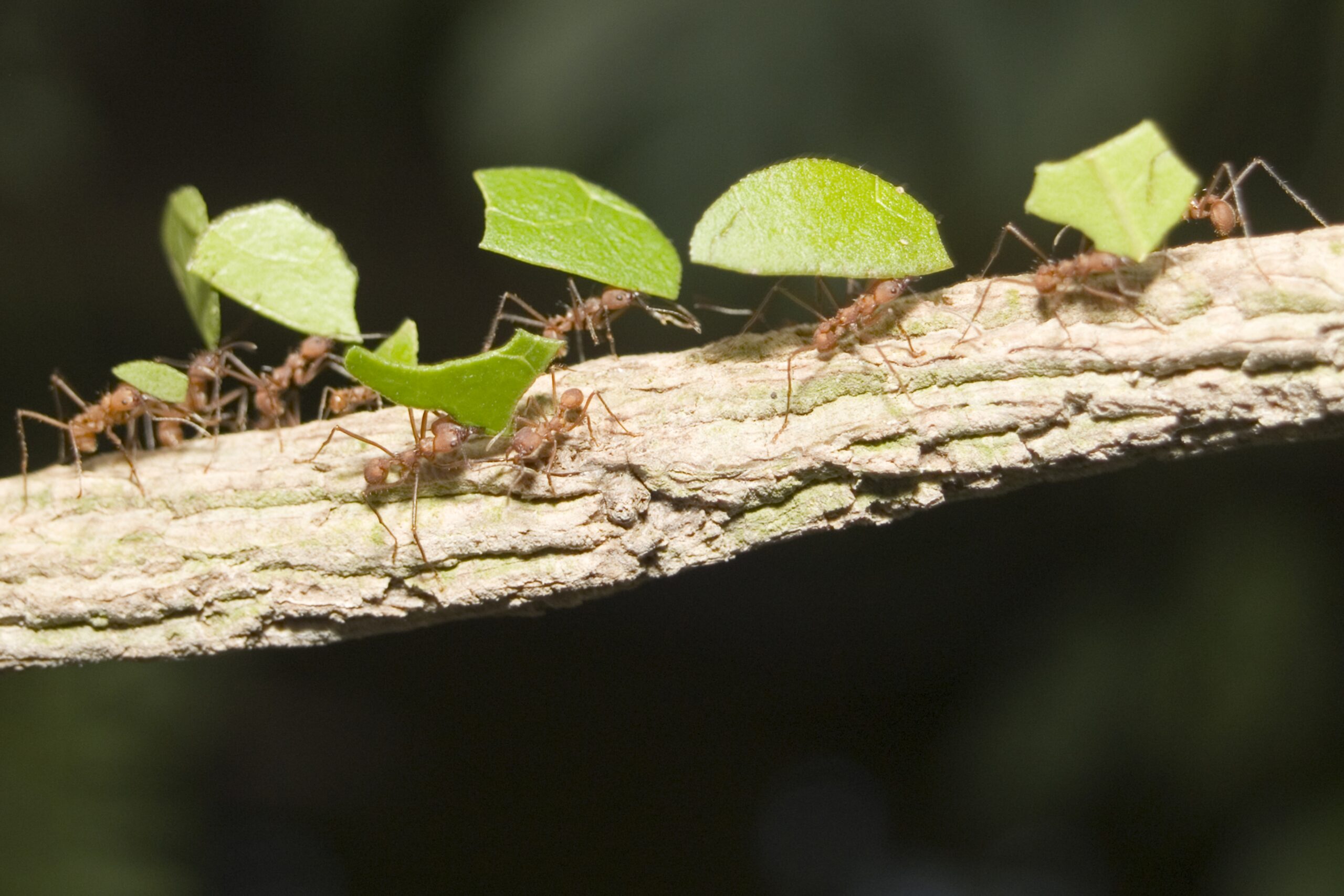 leaf-cutter ants