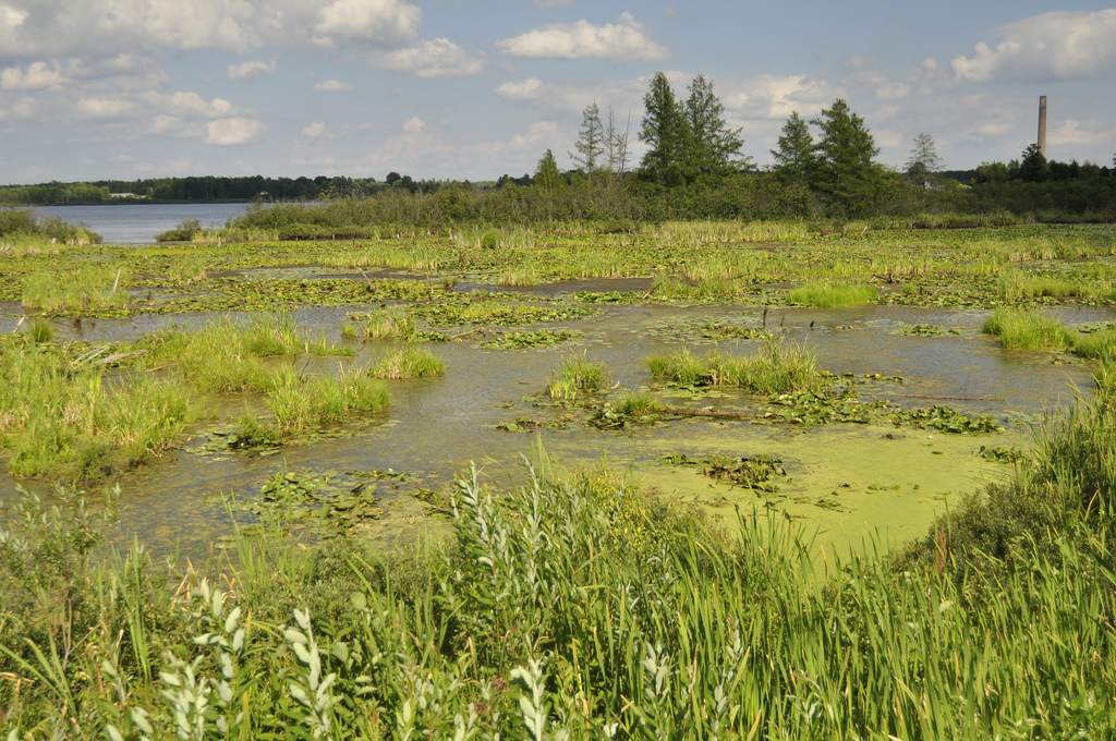 Wetlands in Laona, Wisconsin