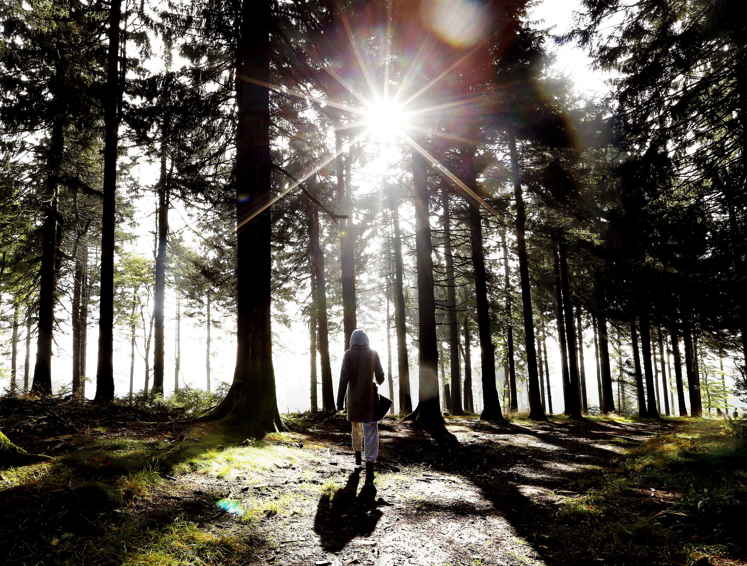 Woman Walking Woods Forest Sun Thinking Nature