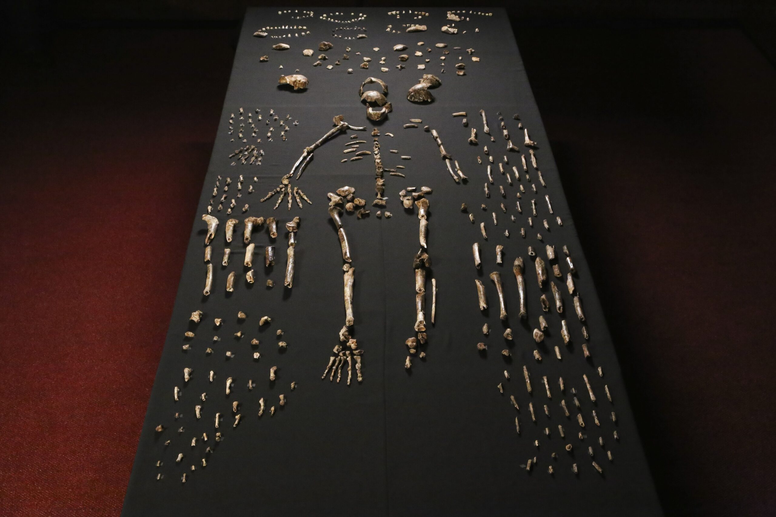 UW Researchers Discover New Branch In Human Evolutionary Tree