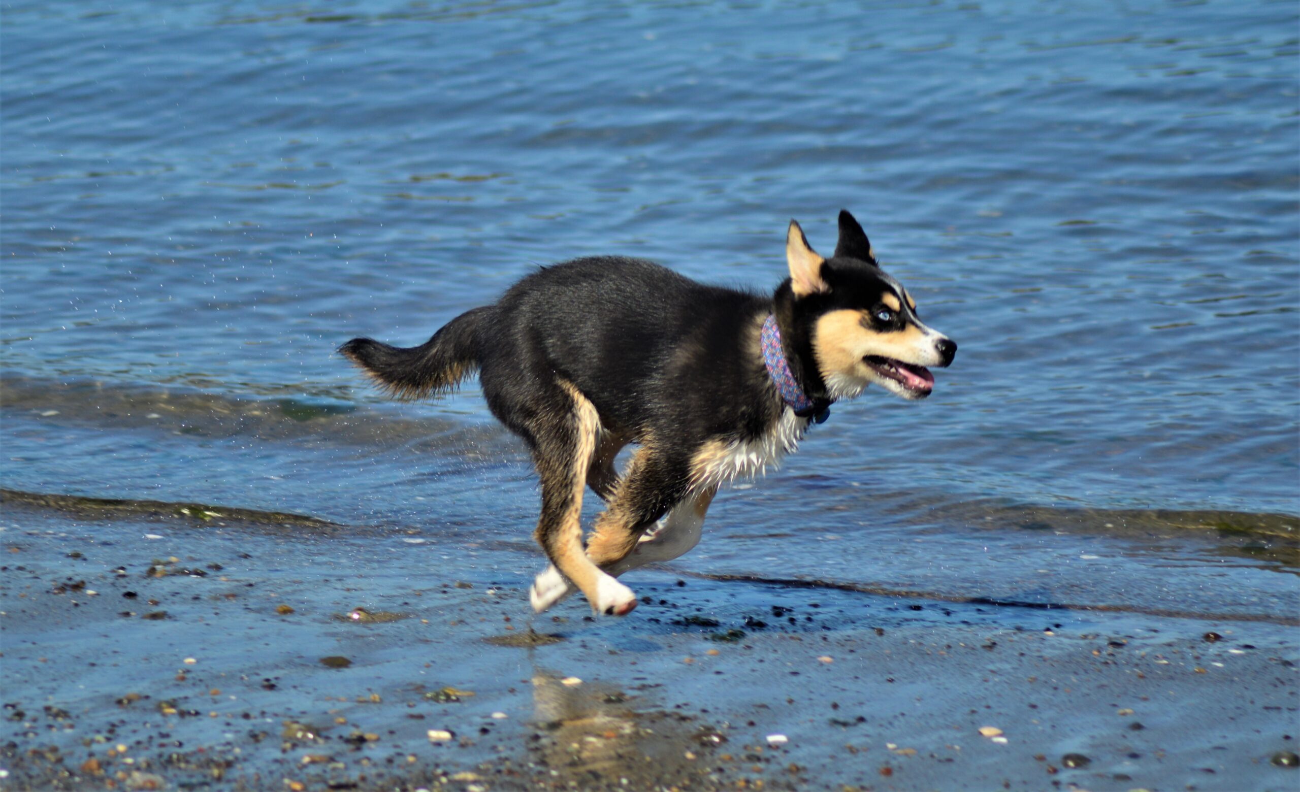 A young dog cools off at the beach