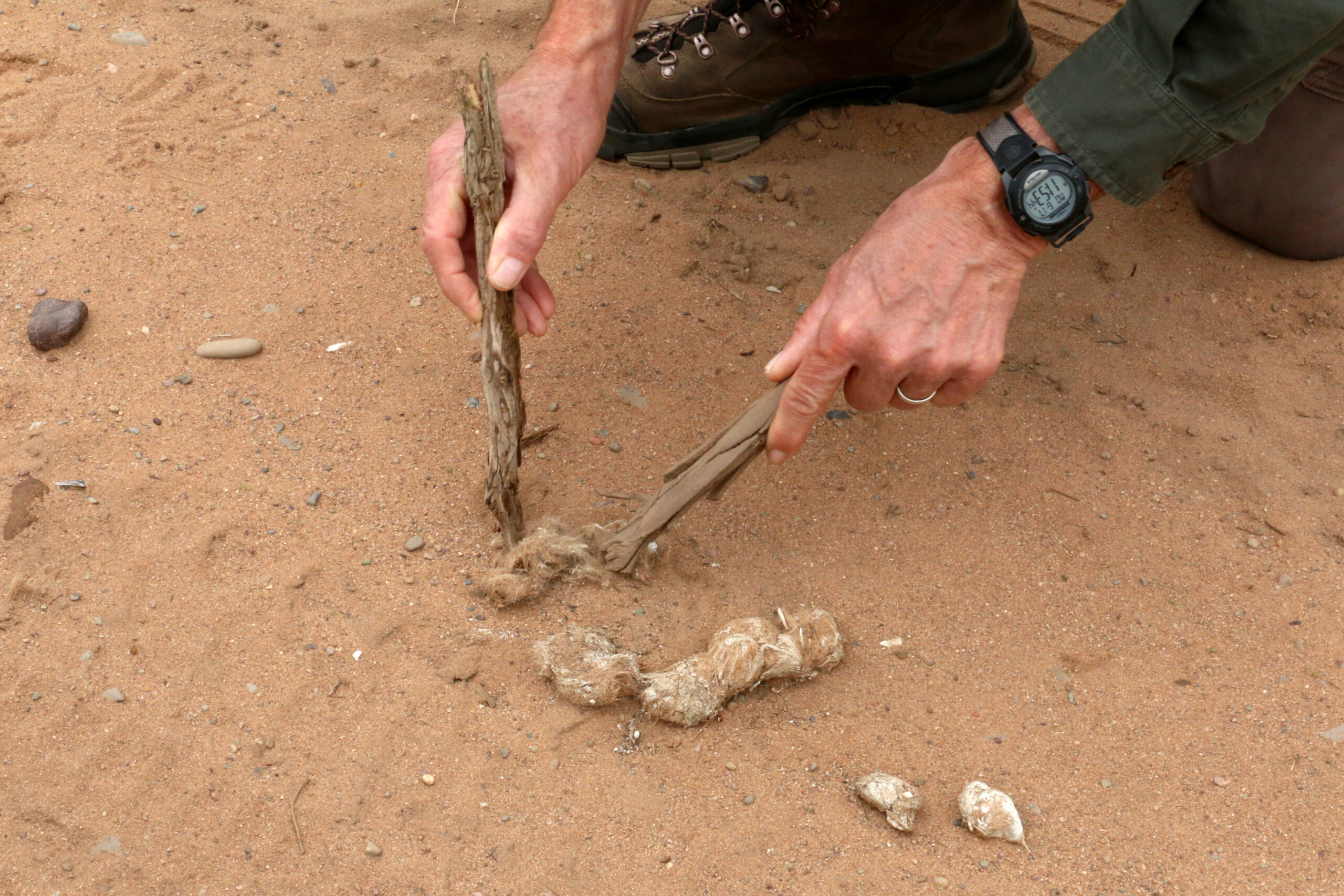 Adrian Wydeven uses two sticks to pull apart wolf scat