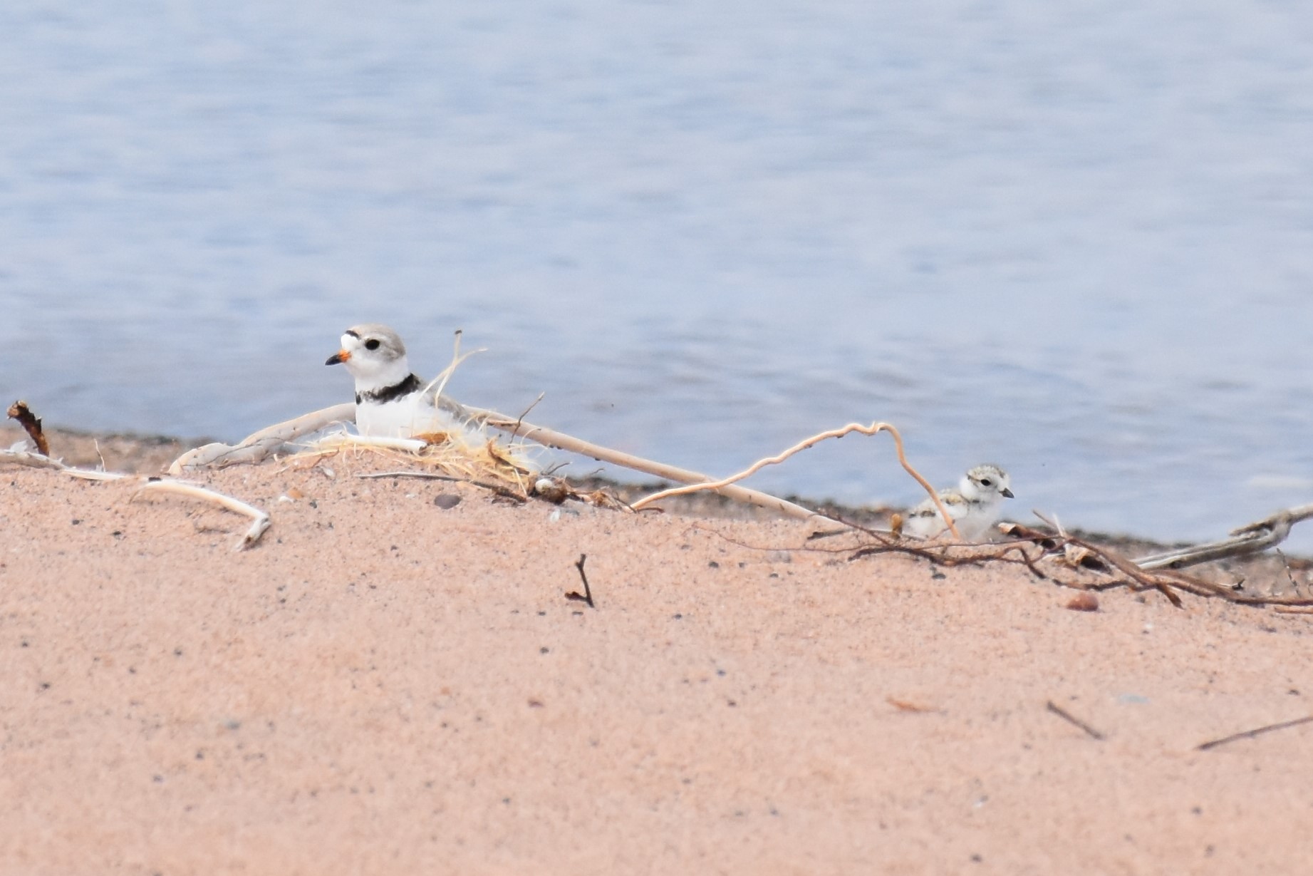 piping plover on Outer Island