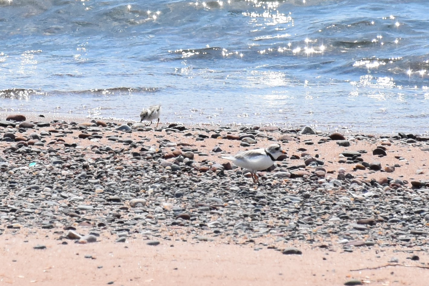 adult chick piping plover