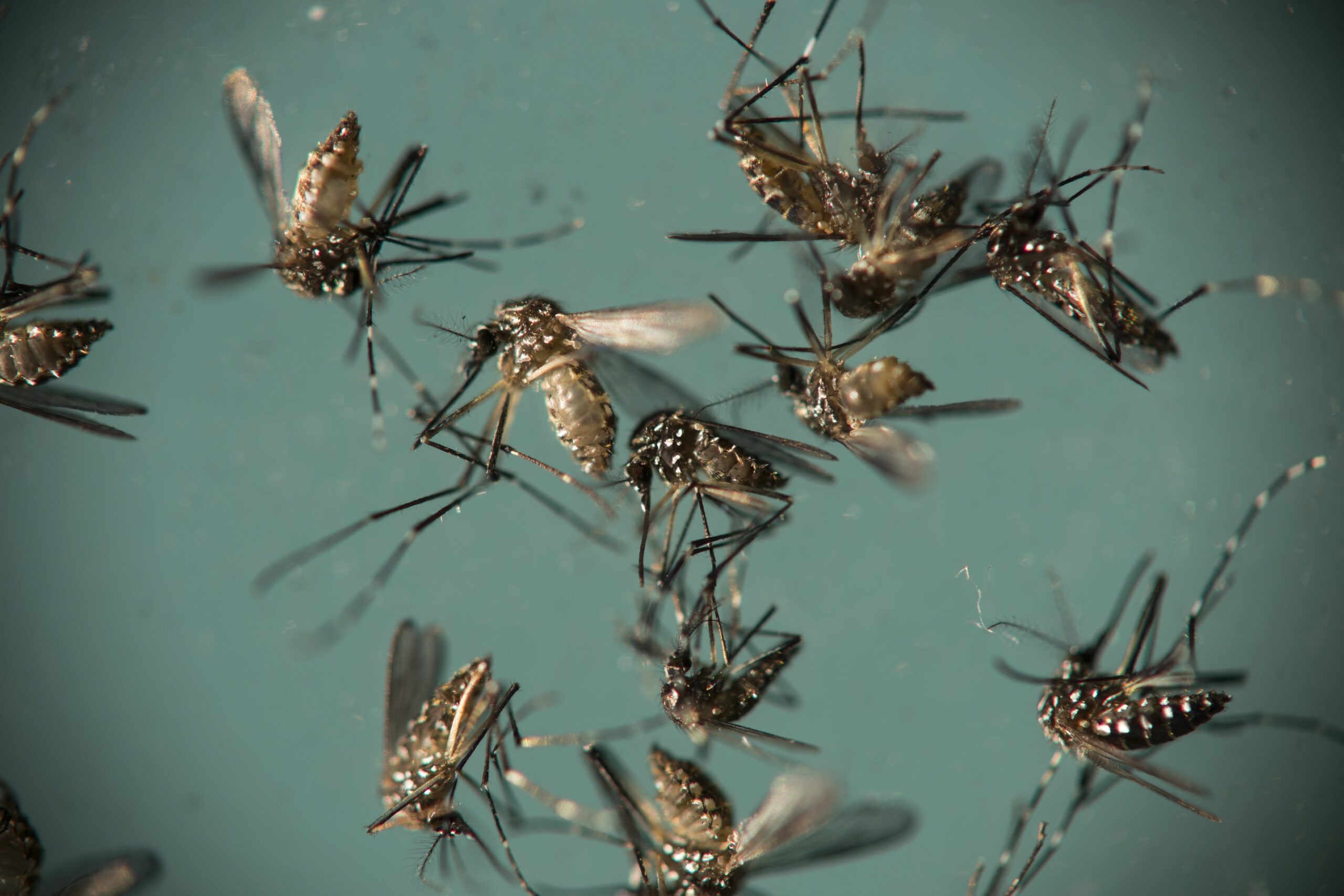 Aedes aegypti mosquitoes, responsible for transmitting Zika, sit in a petri dish