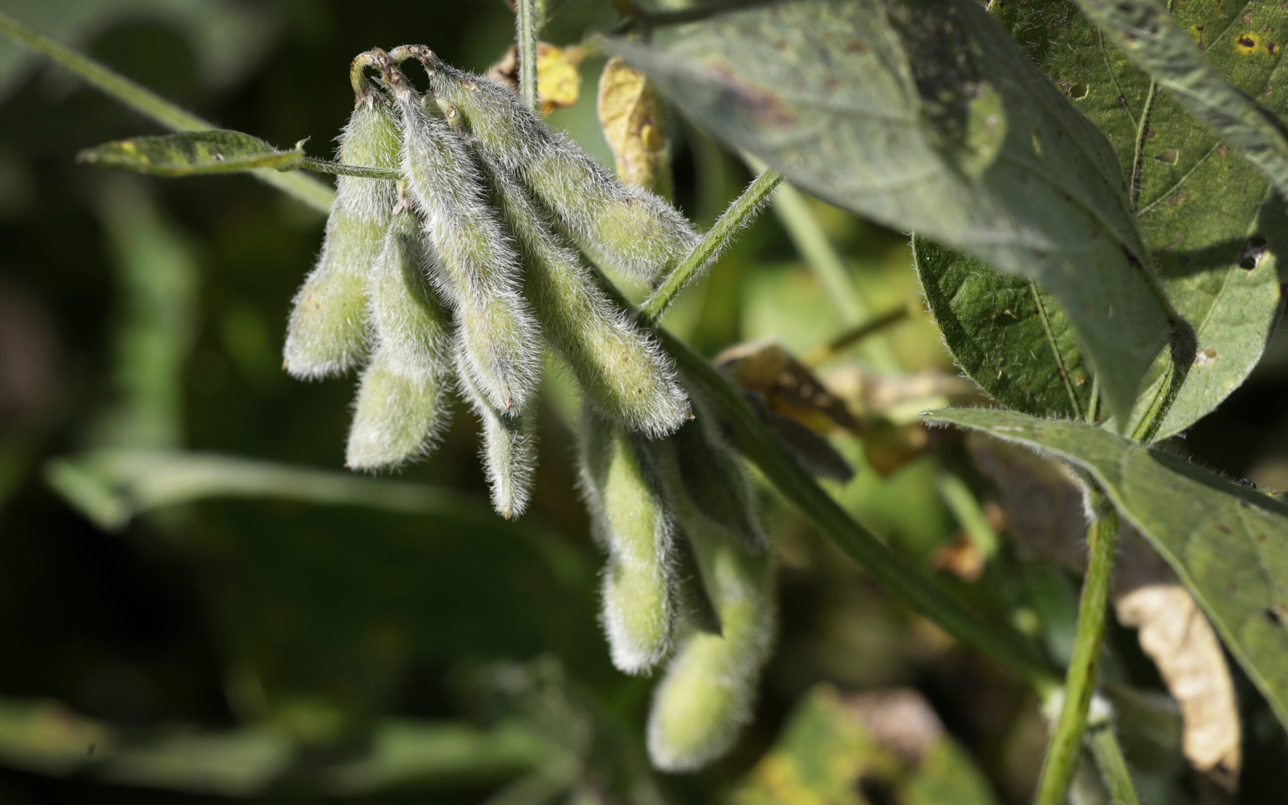 Soybeans