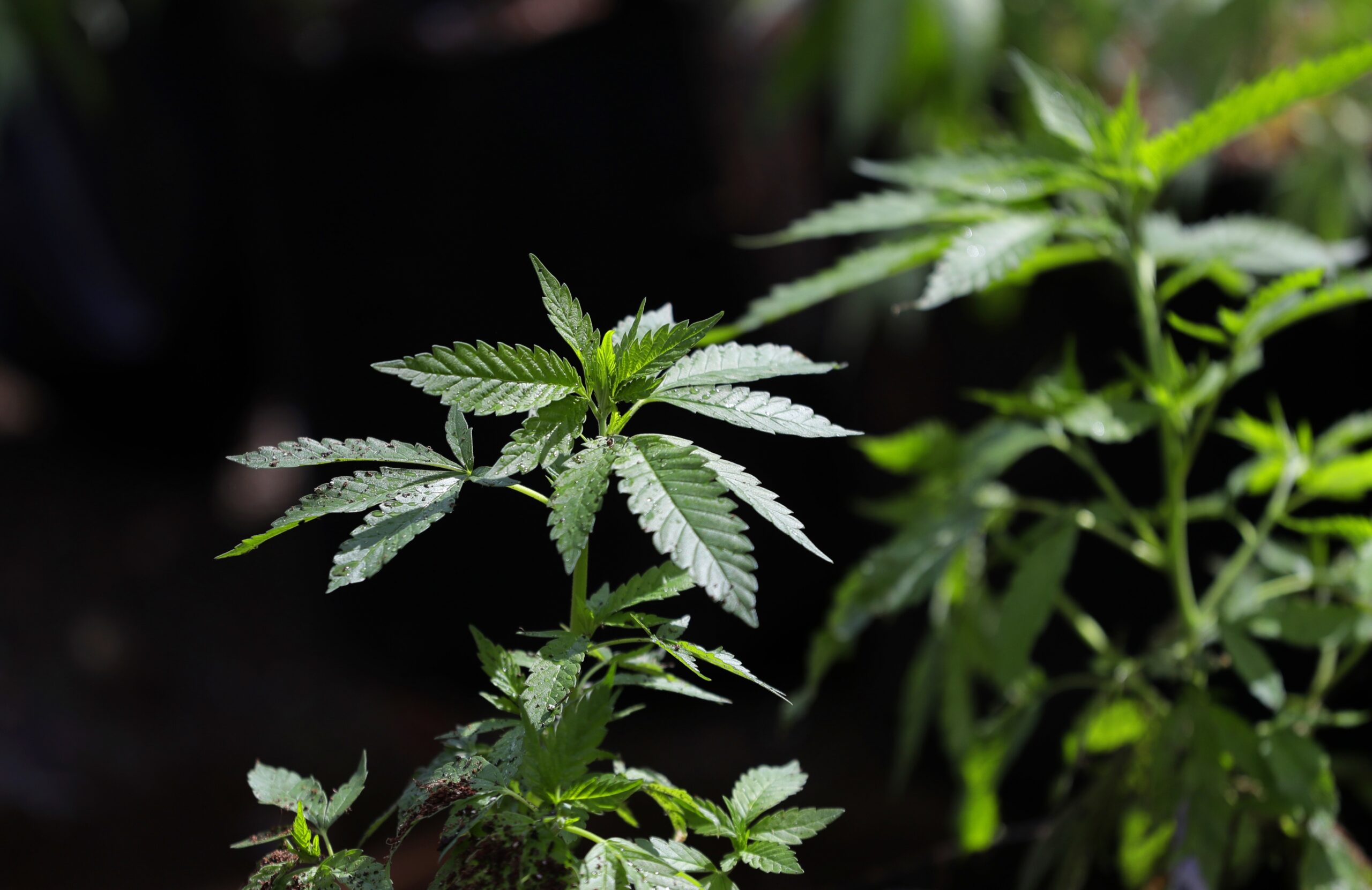 Bipartisan bill would decriminalize marijuana possession under 14 grams