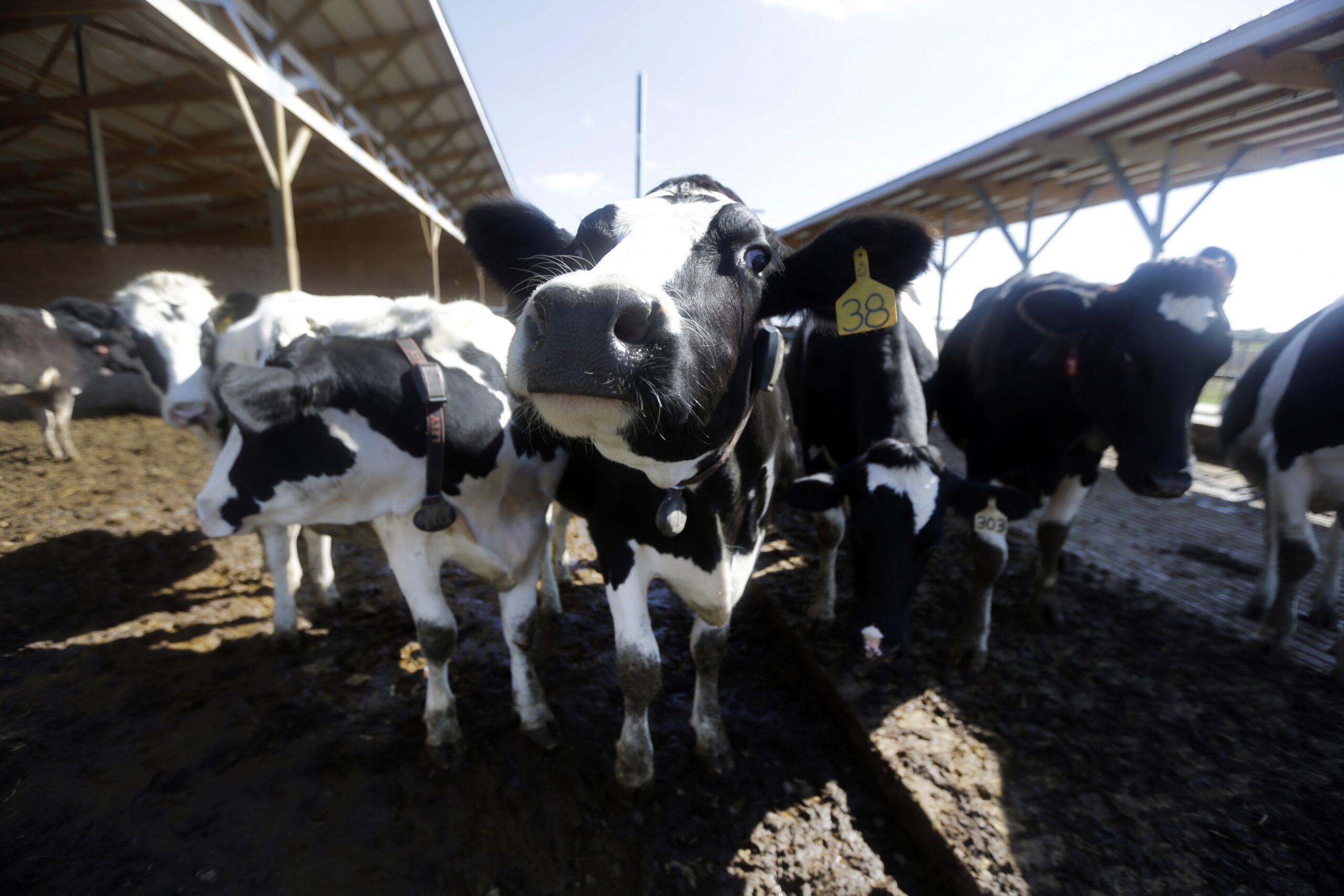 Study: Dairy farmers have more beneficial gut bacteria thanks to their cows