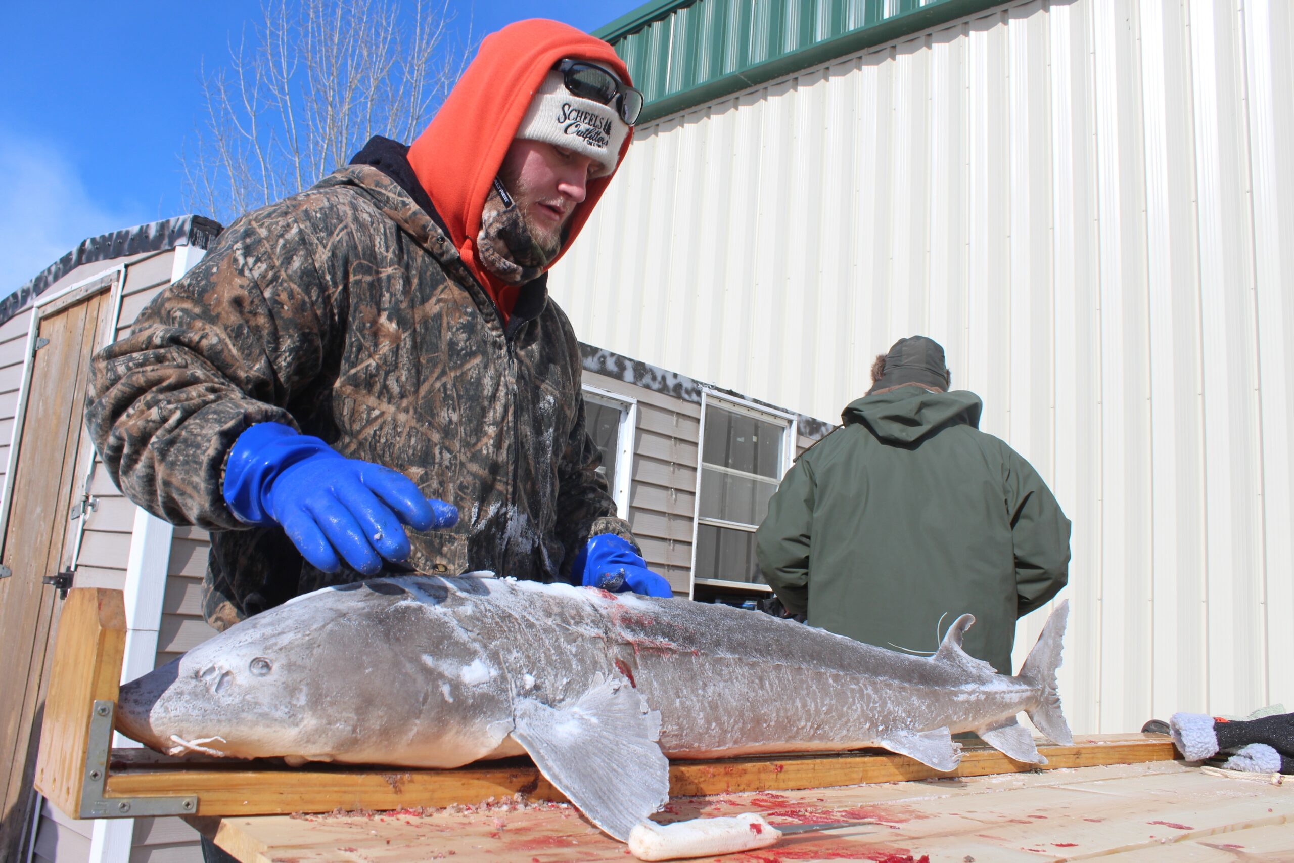 Wisconsin’s US lawmakers want to exempt state sturgeon from possible endangered designation