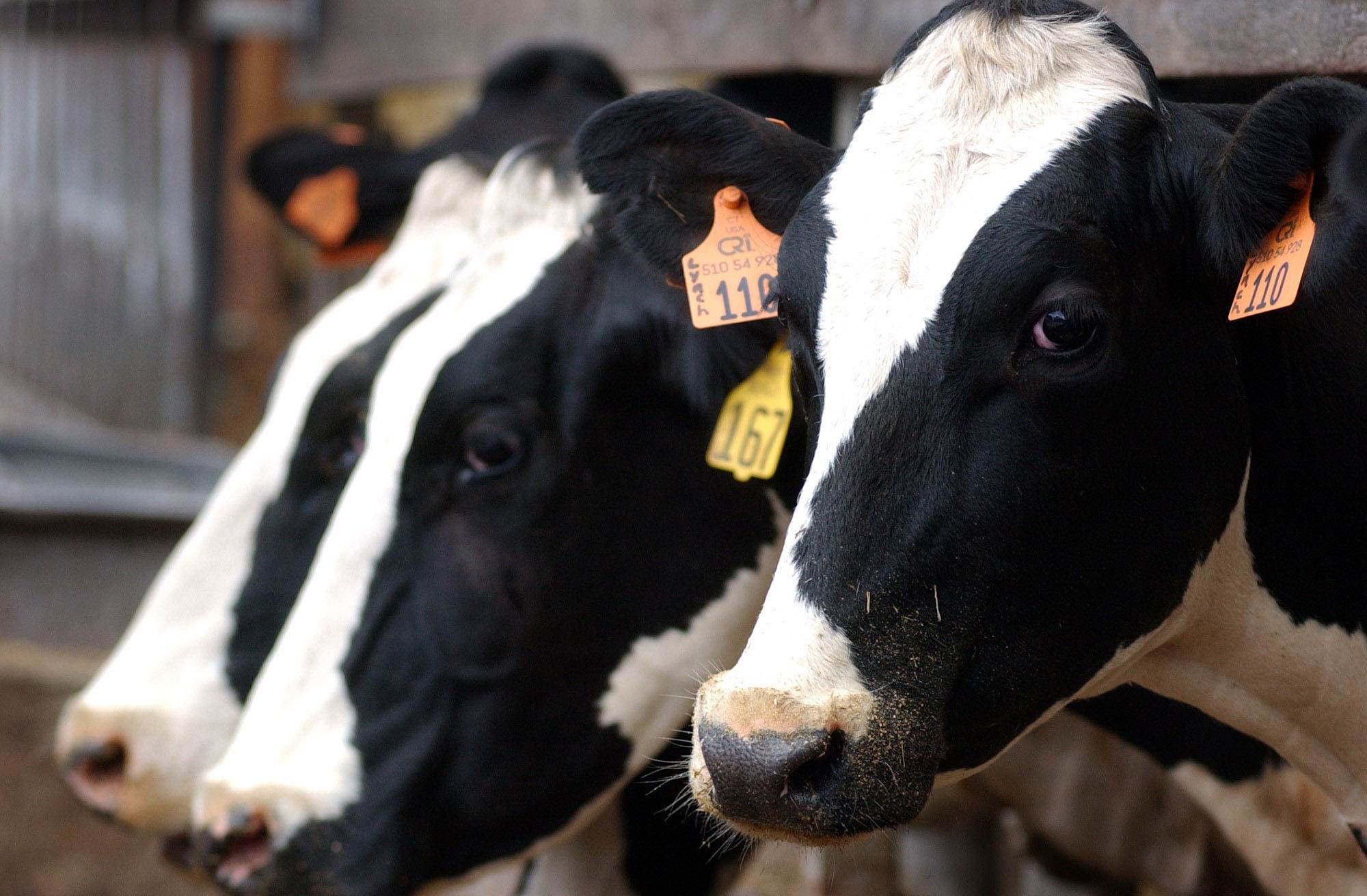 Kewaunee County dairy CAFO sues DNR over permit barring future expansion
