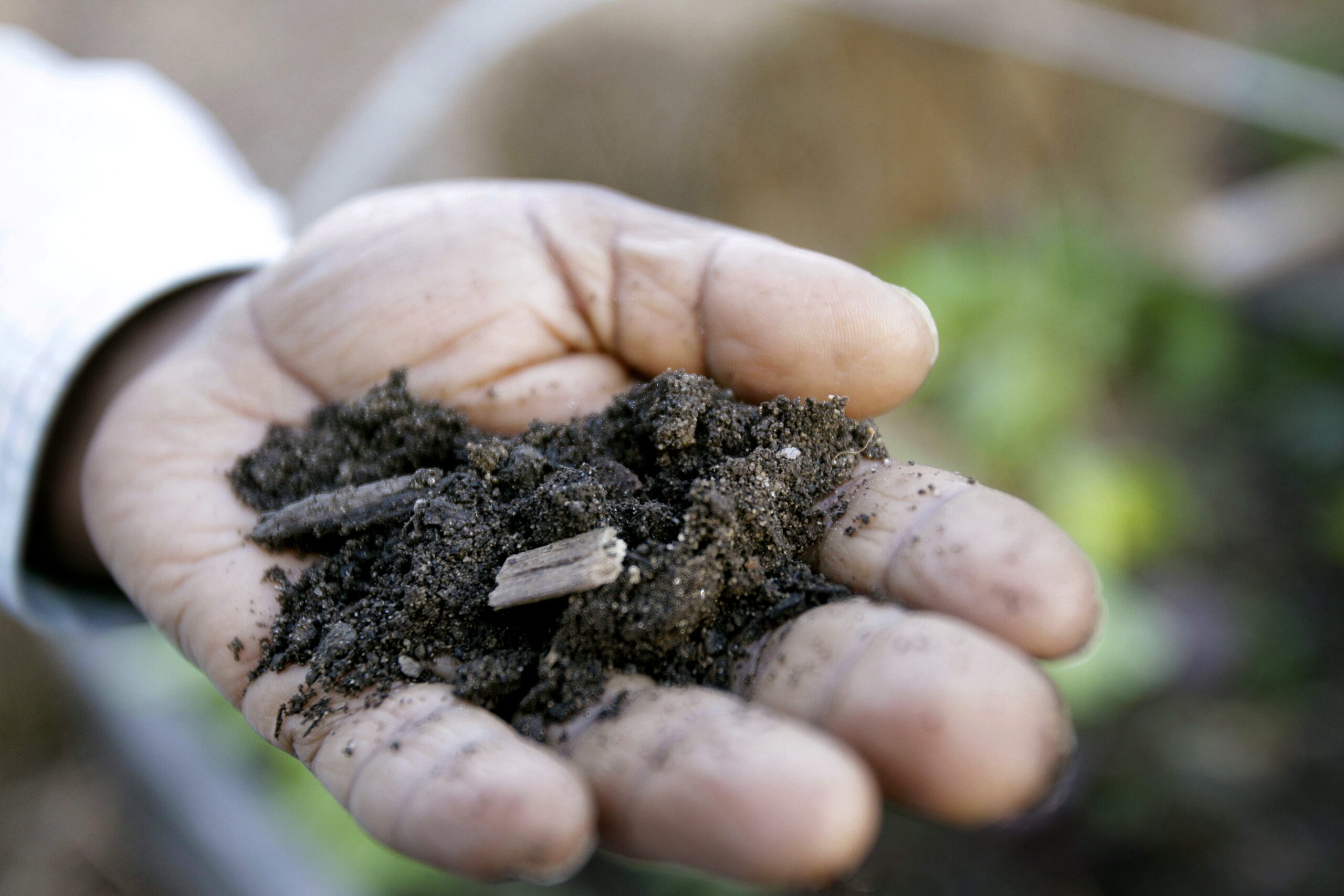 A handful of compost from a community farm in the Bronx