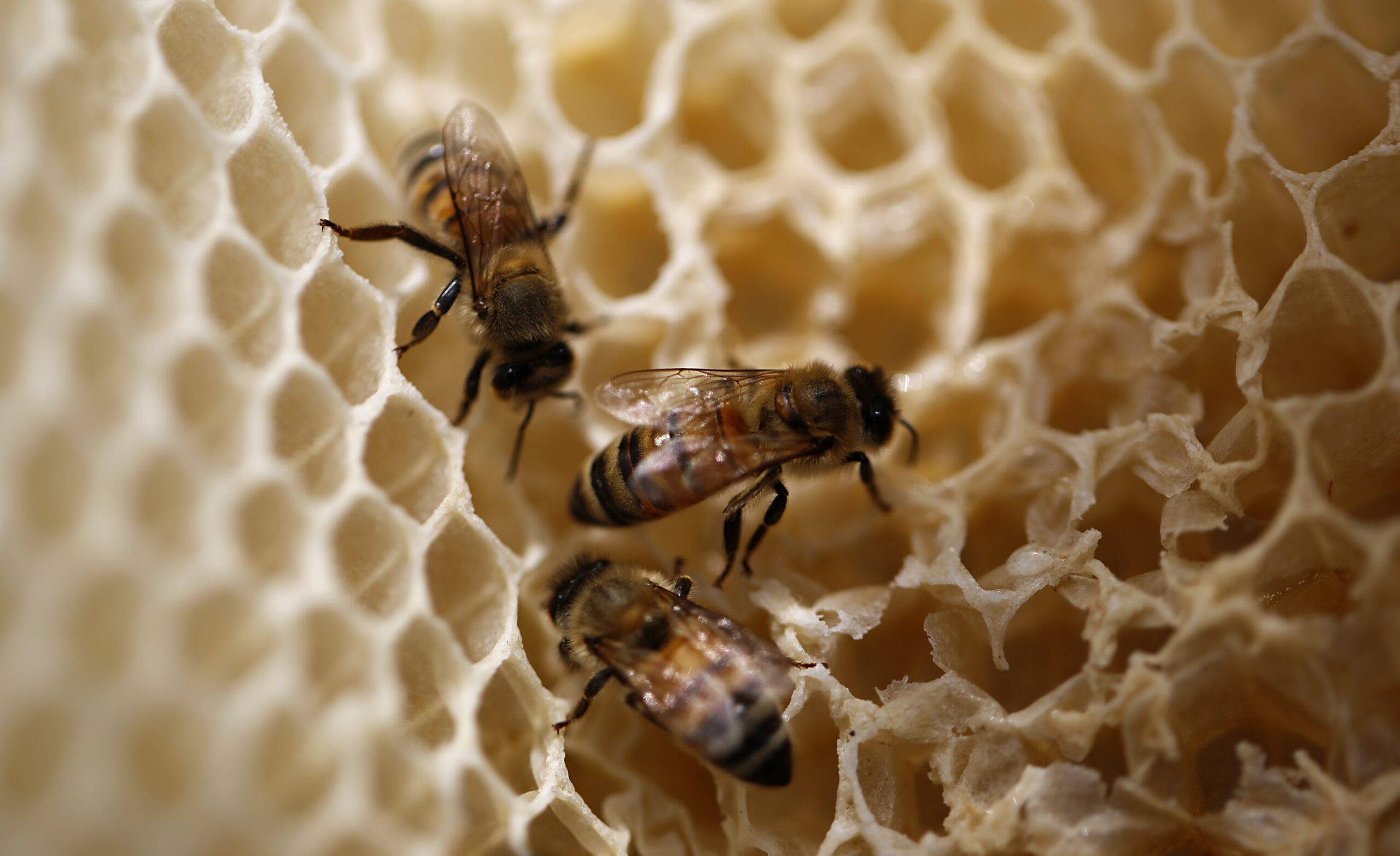 While Honey Production Continues To Decline, Wild Honey Bees Appear To Be Thriving