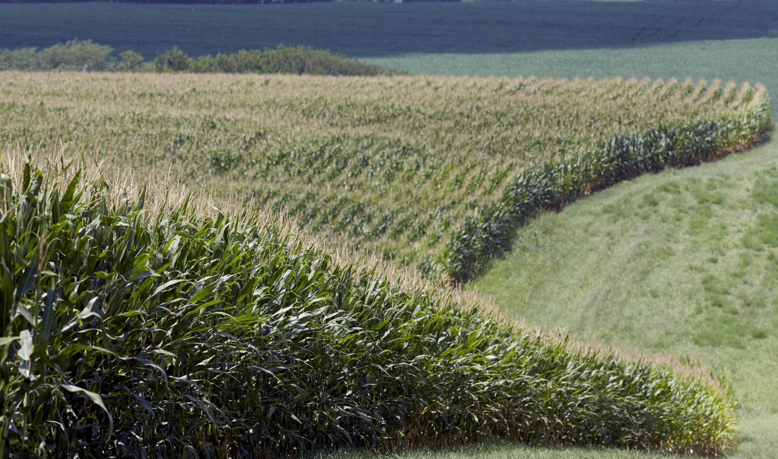 Corn field in Nebraska