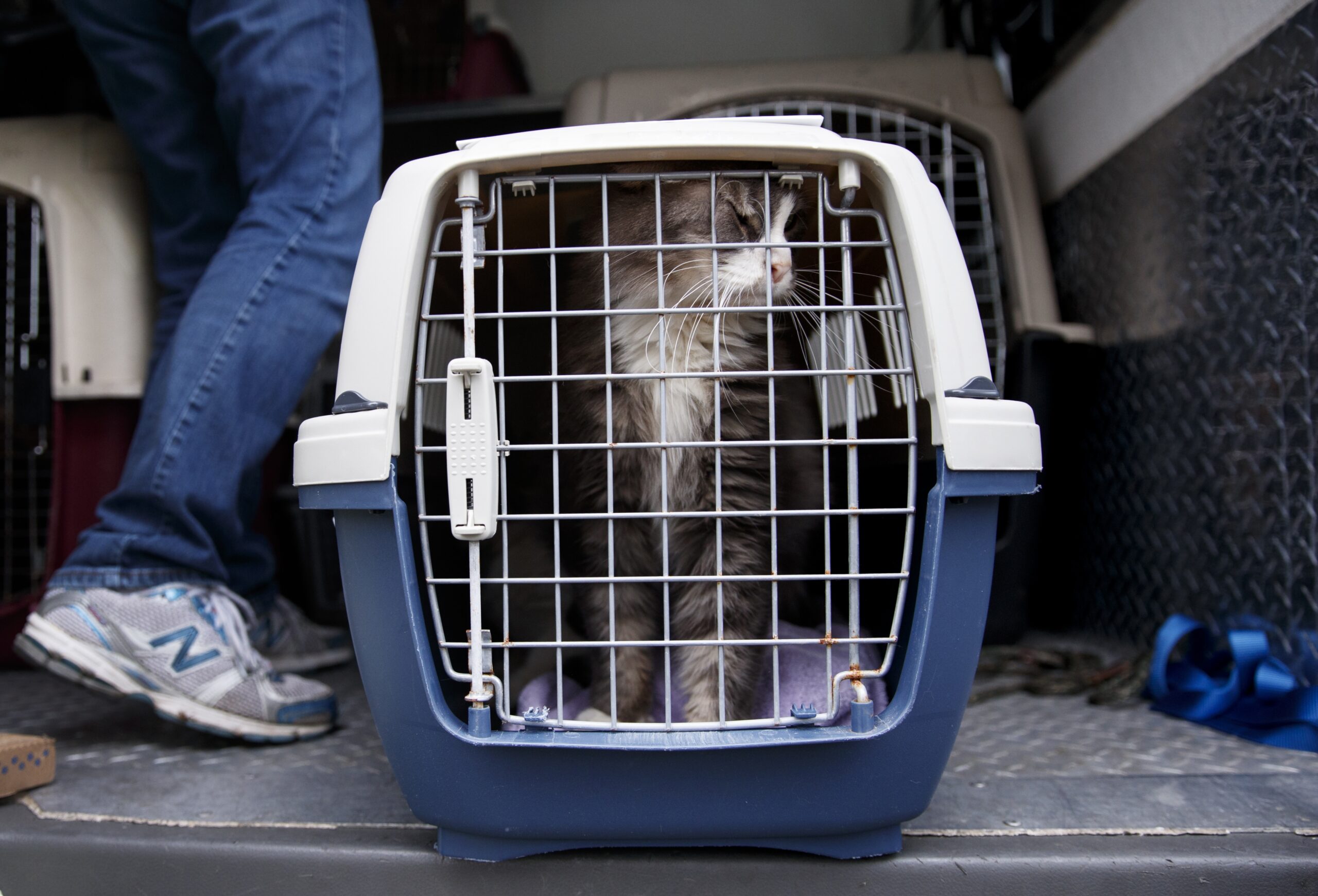 Cat in a crate