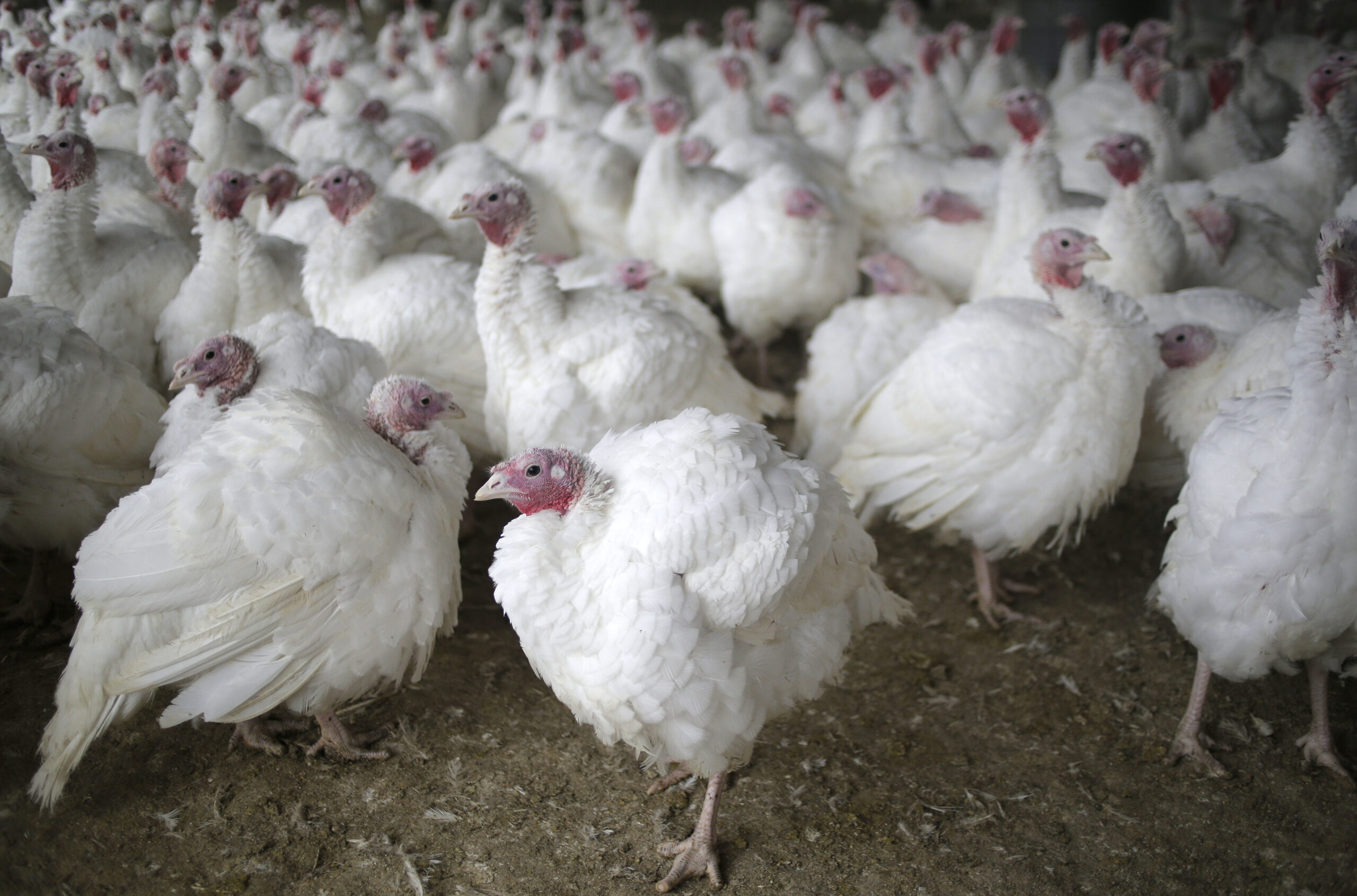 Turkeys at a farm before Thanksgiving