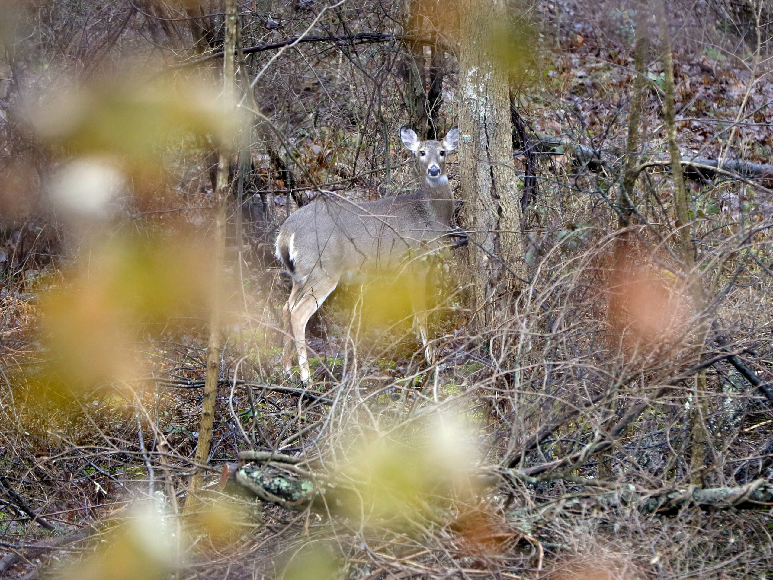 A deer peers through the woods
