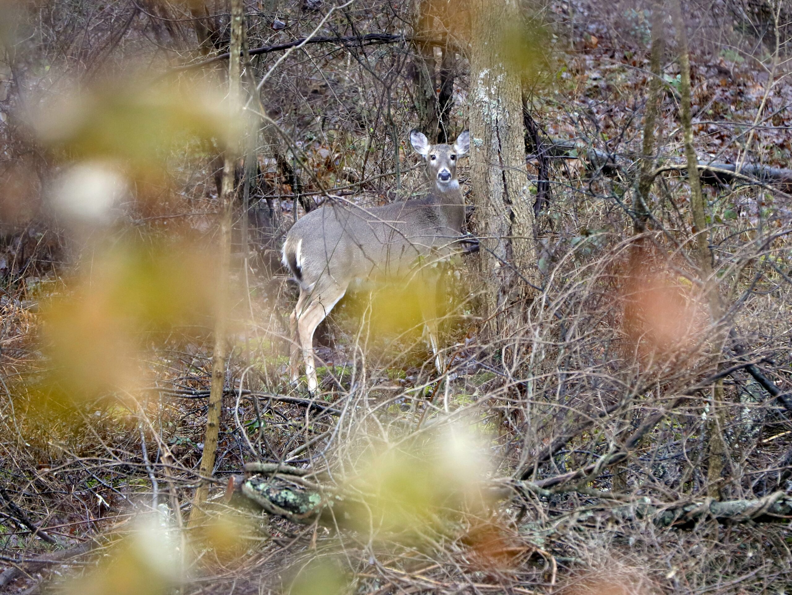 Study: Bleach Deactivates CWD Prions On Metal Surfaces