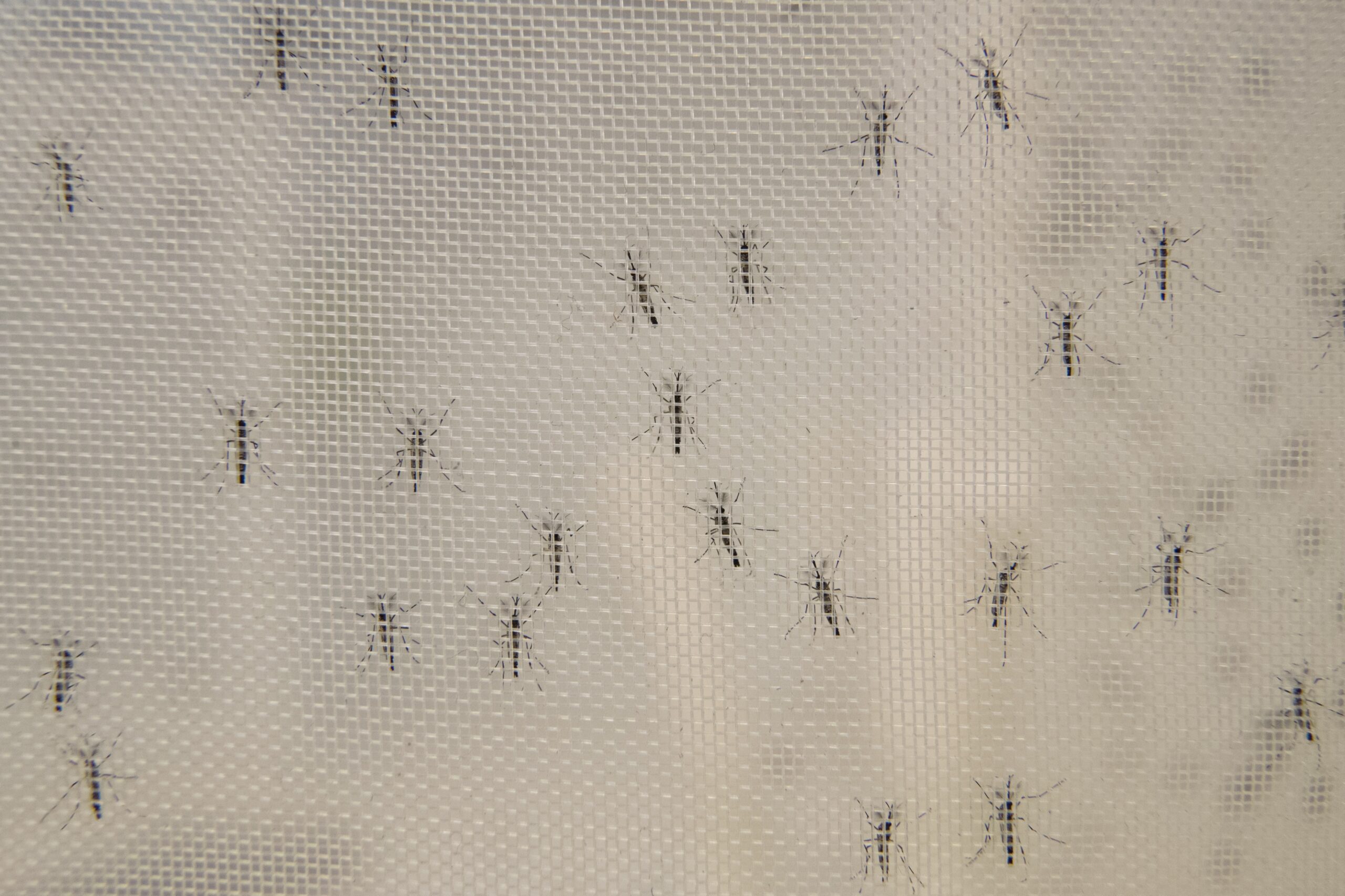Male mosquitos
