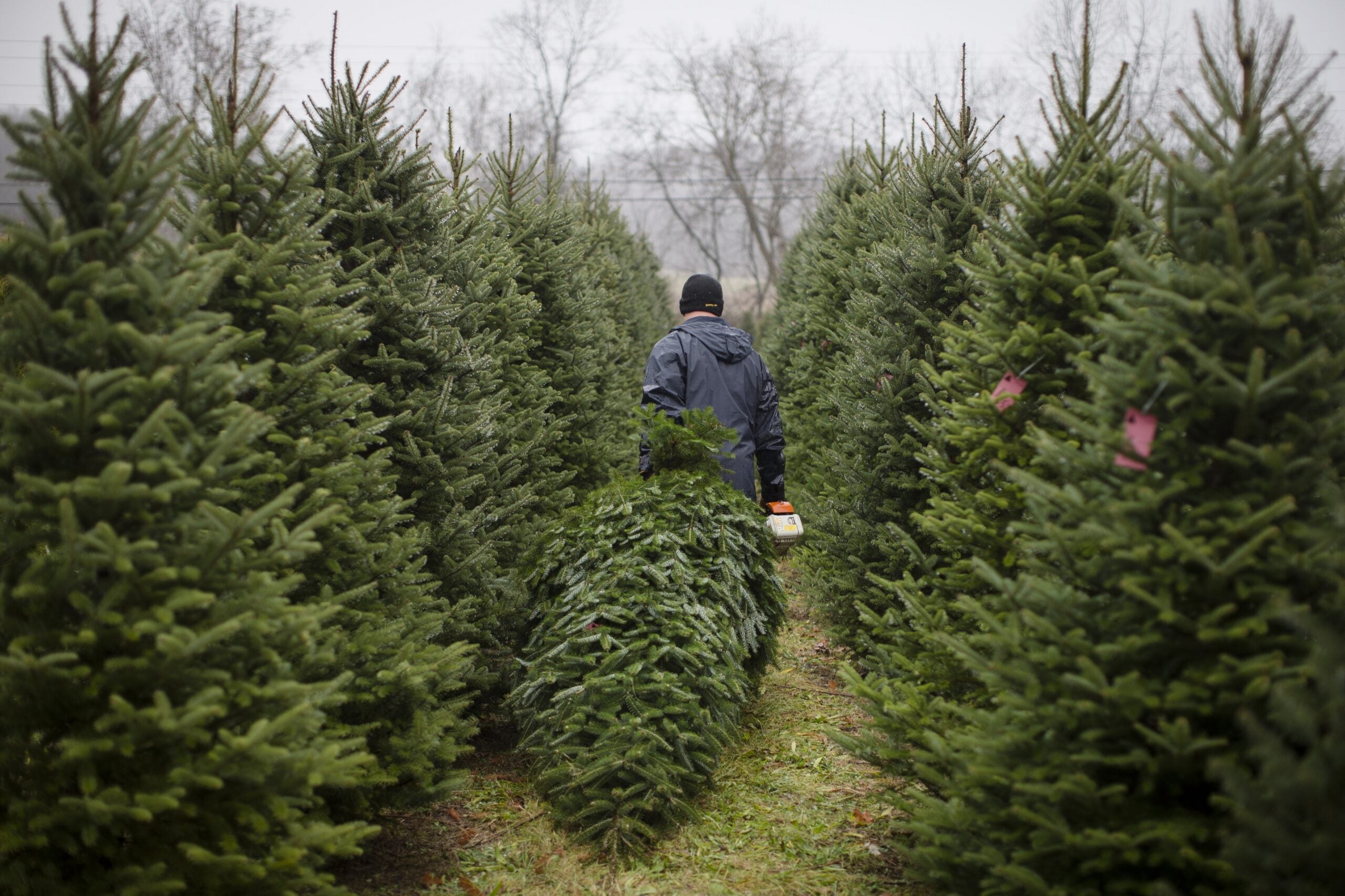 Christmas trees, cutting, sawing, nursery, balsam fir, pine
