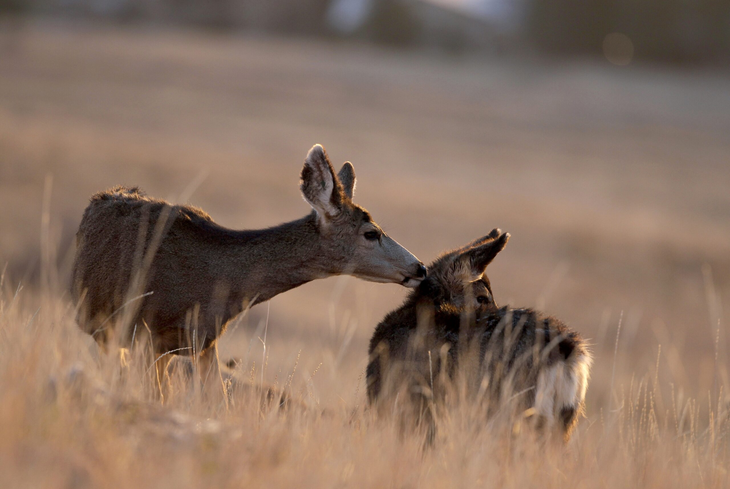 deer grooms a doe