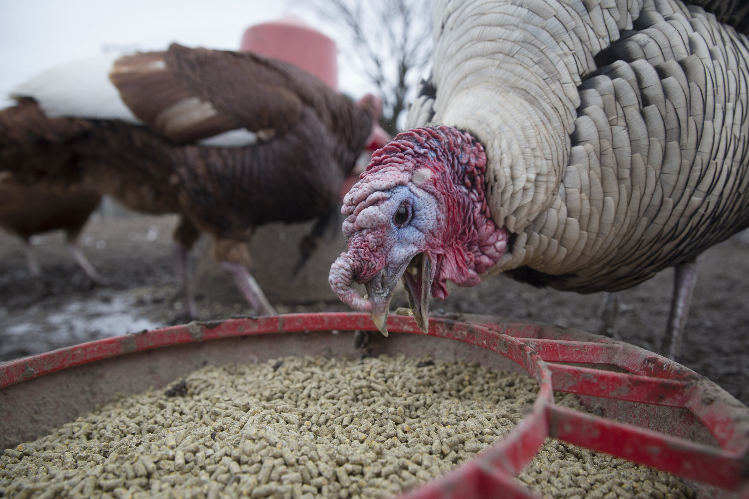 turkey at a trukey farm