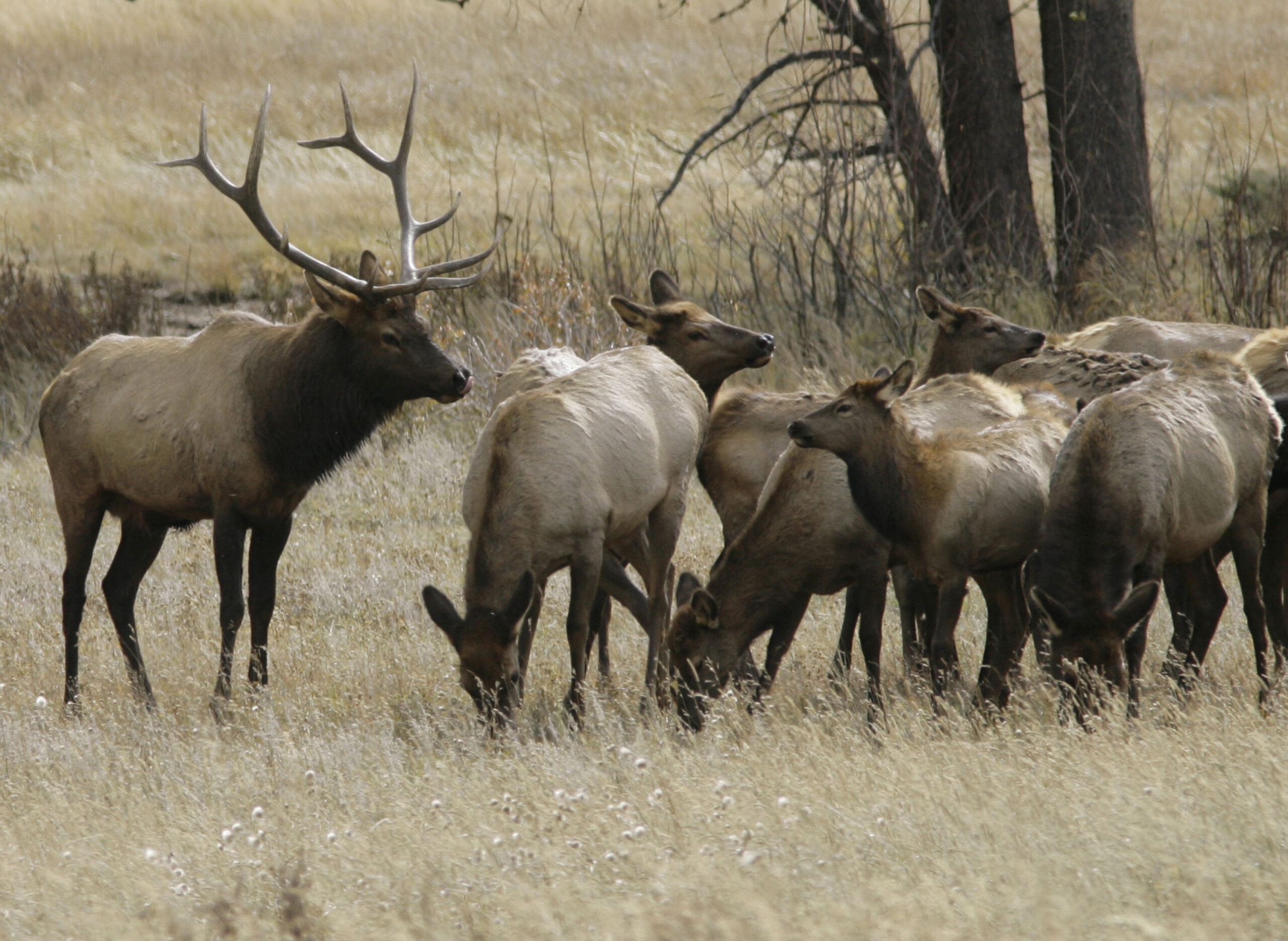 Wild elk