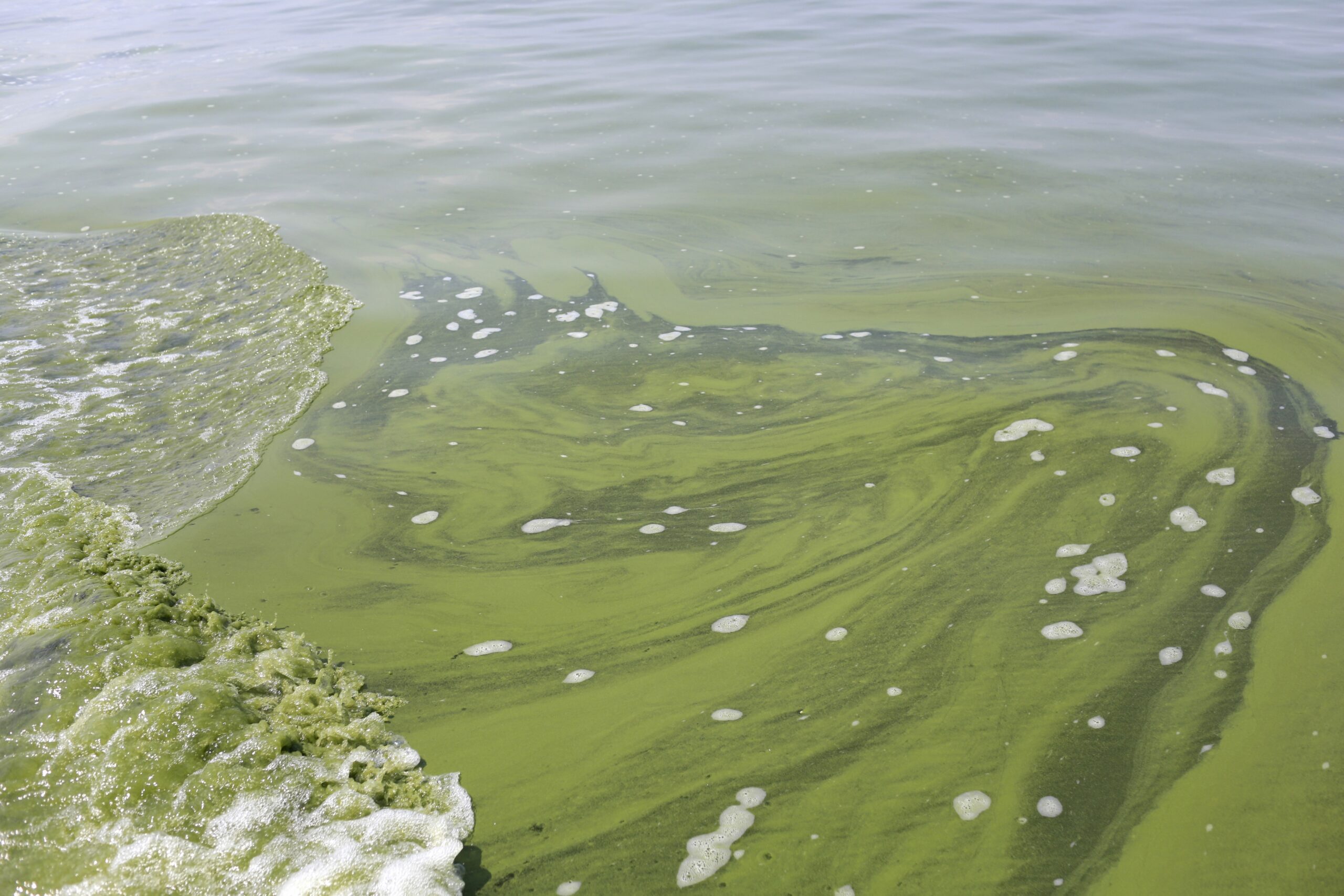 A blue-green algae bloom on Lake Erie