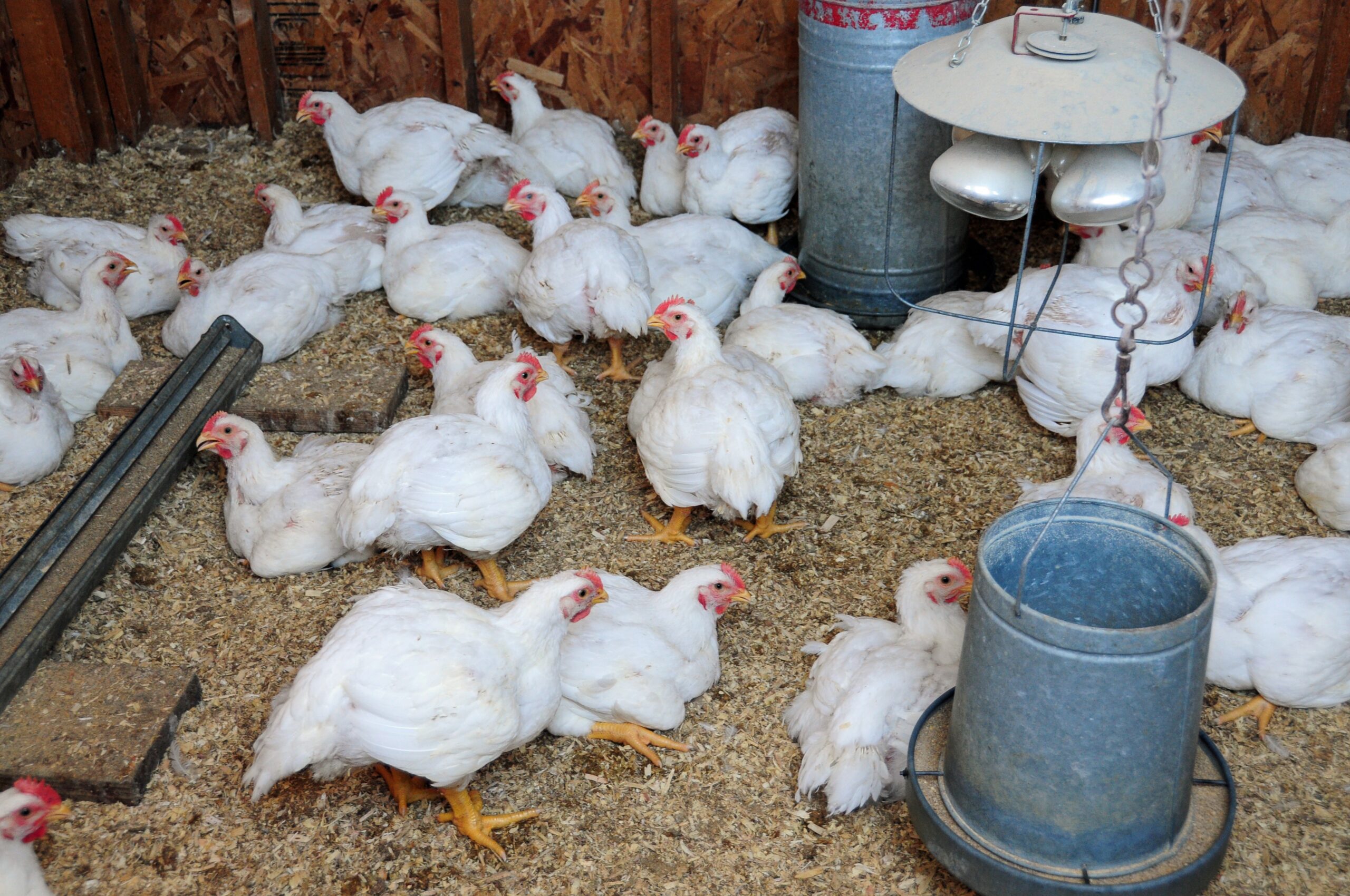 Walker Declares State Of Emergency Over Poultry Flu Outbreak