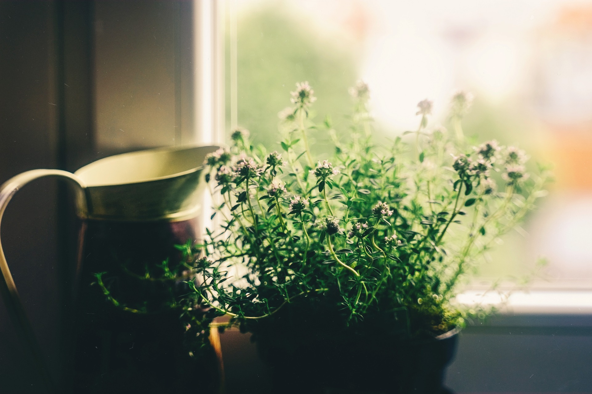 Window with herbs growing on the sill.