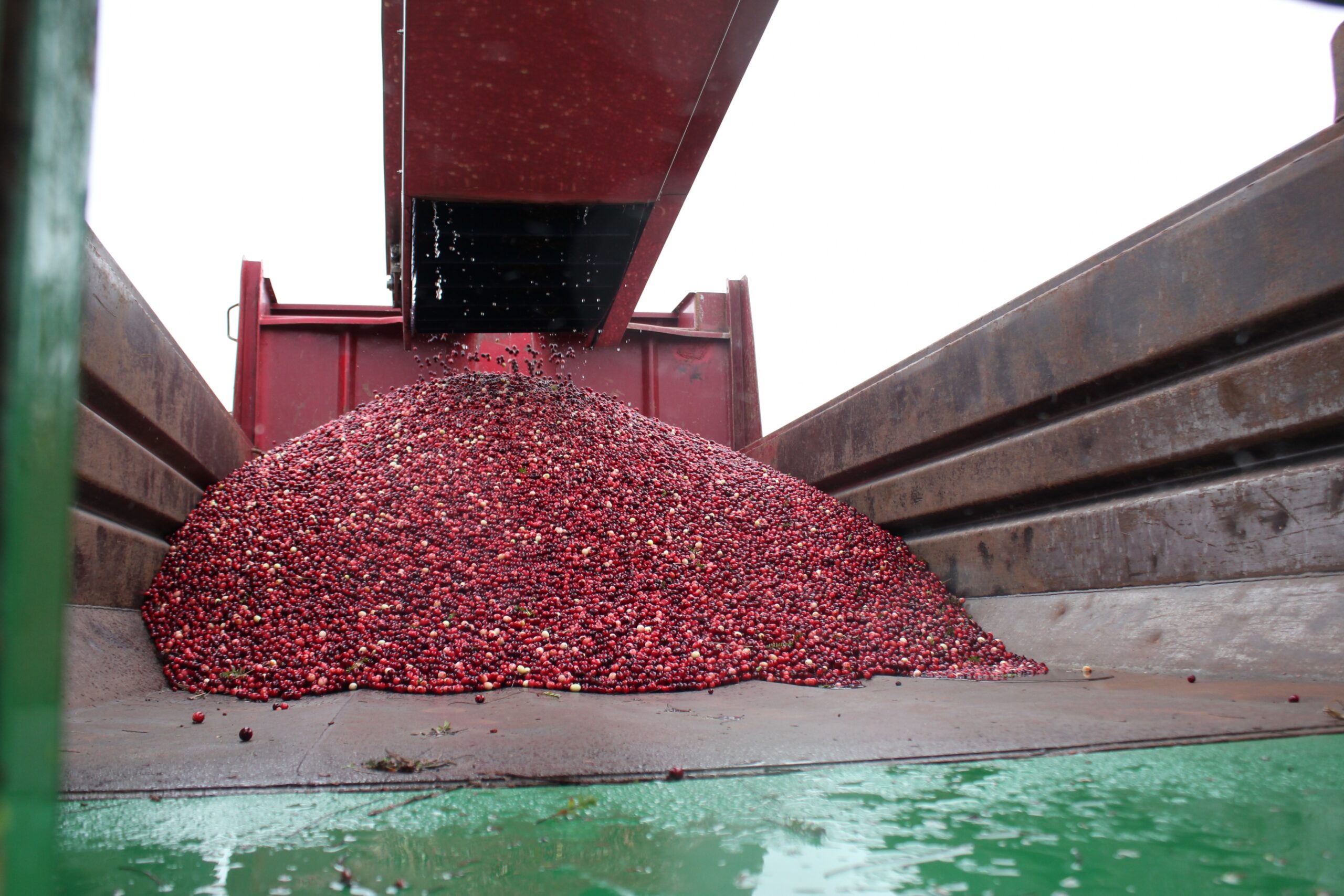 A dump truck fills with cranberries
