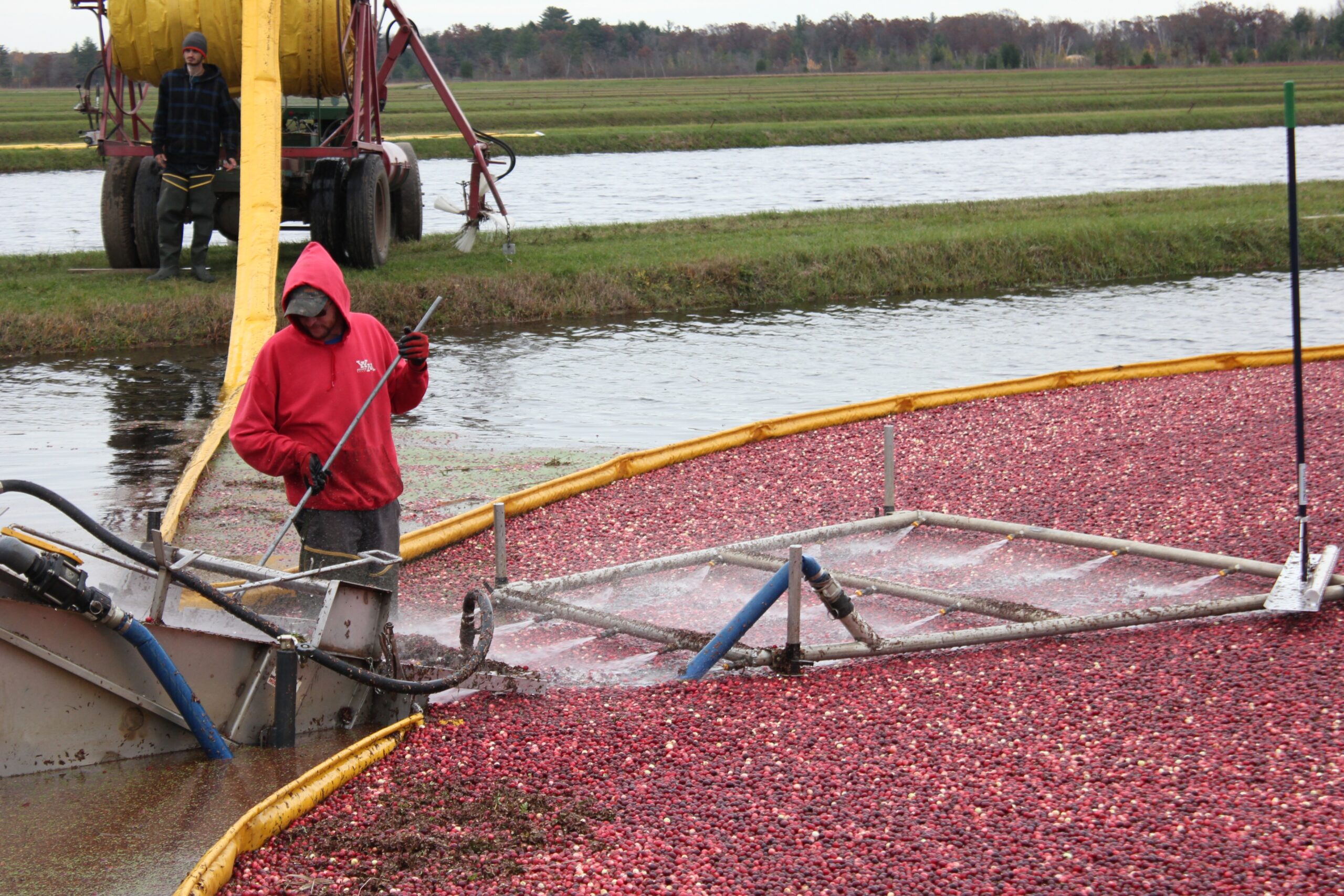 A worker at the Cutler Cranberry Co. farm in Camp Douglas