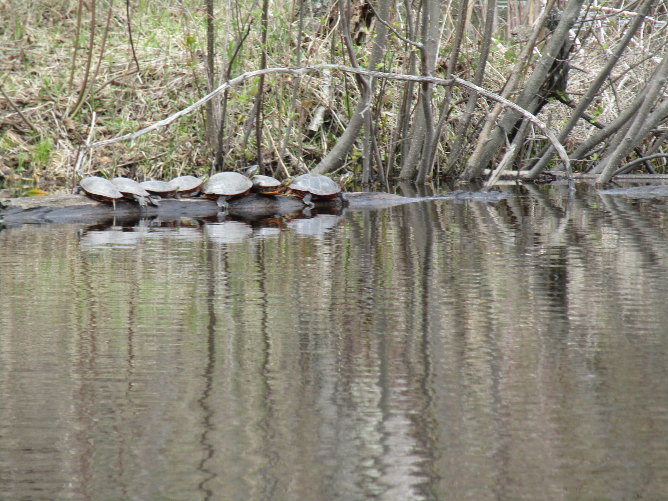 Painted turtles sun themselves on a log at Jordan Pond