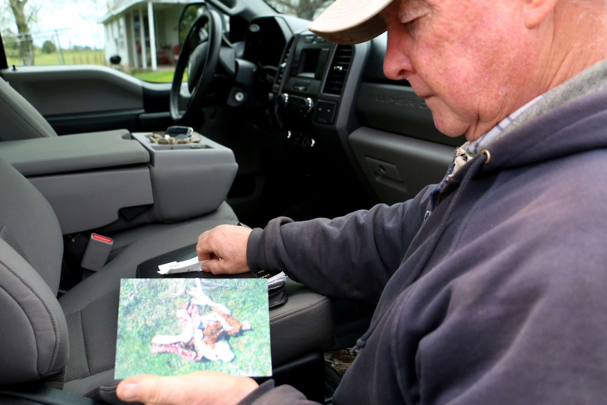 Jack Johnson shows a photo of a calf that wolves killed