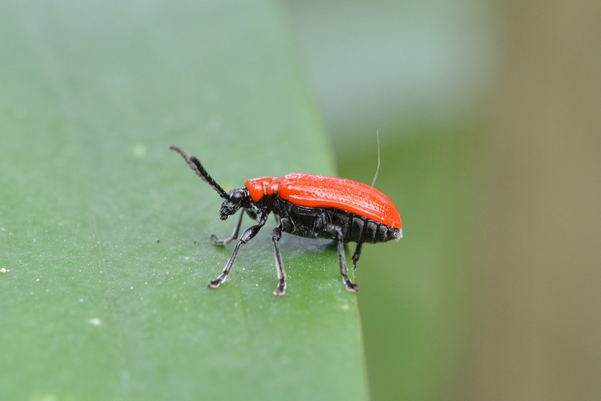 Lily leaf beetle.