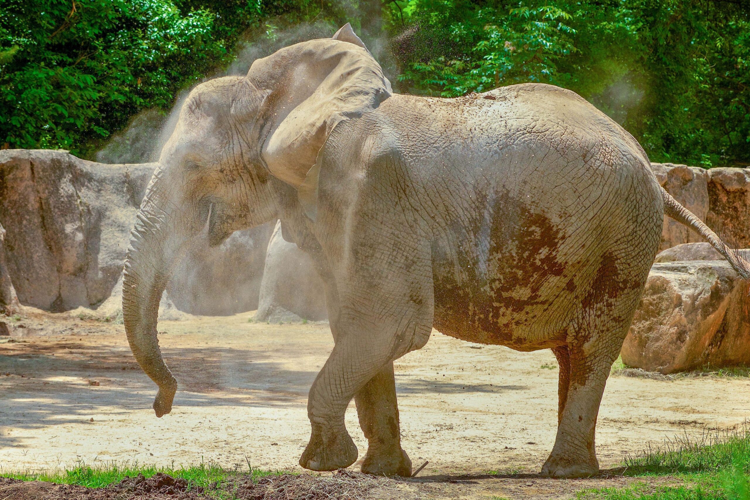 Milwaukee County Zoo Adding 3rd Elephant